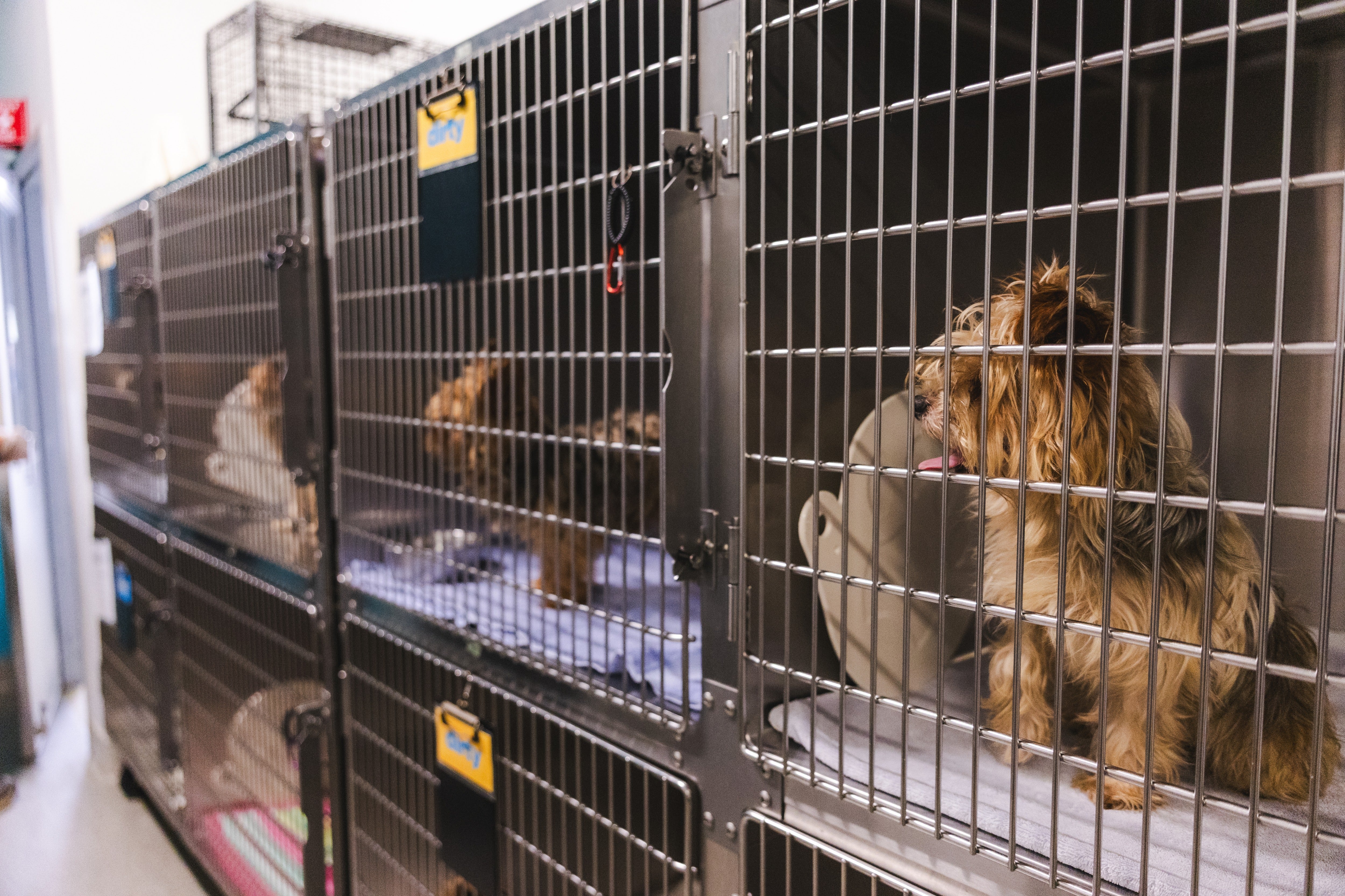 The statement presently has 1,950 animals successful its care