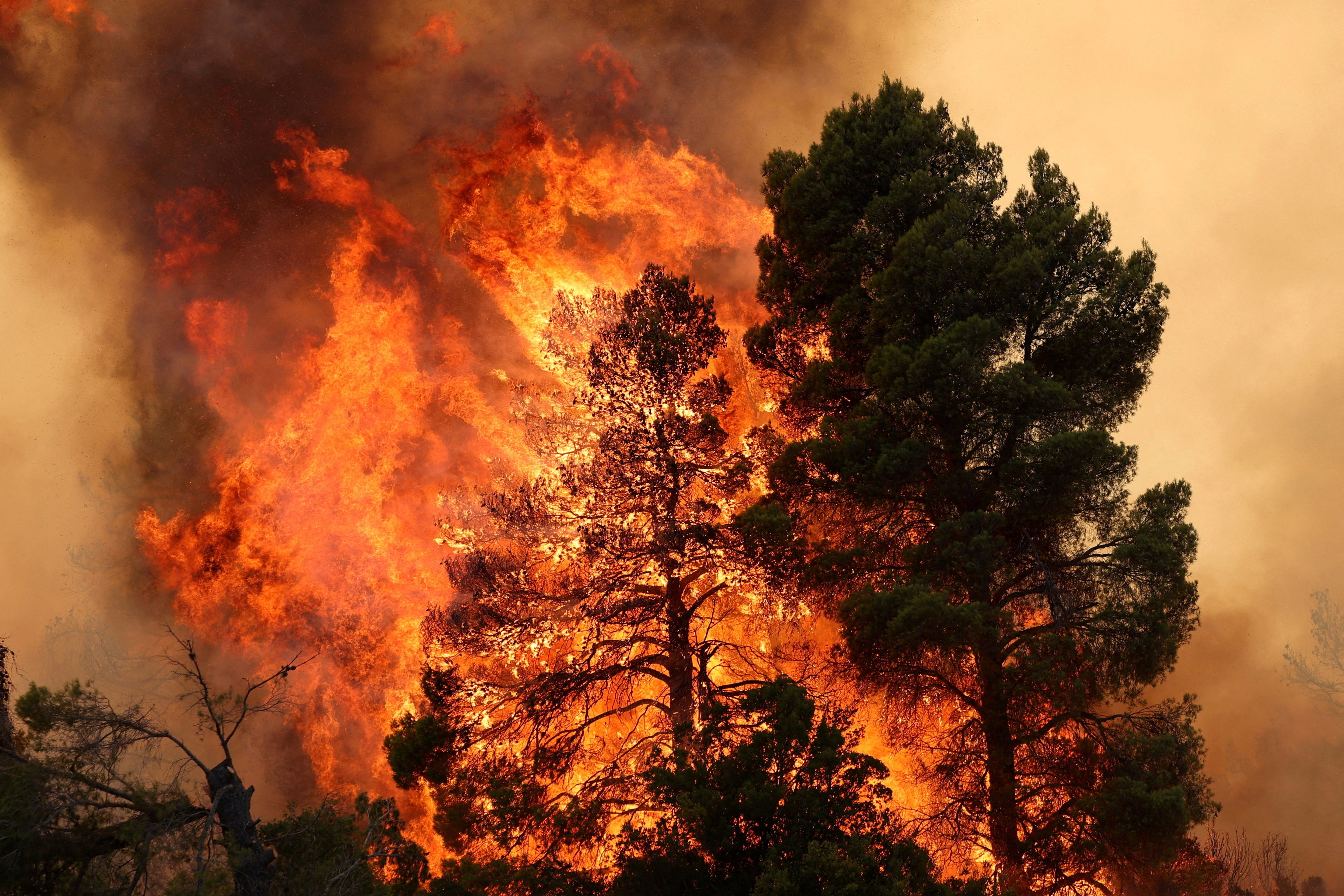 Trees burn during a wildfire near the village Agia Paraskevi, Greece on August 2