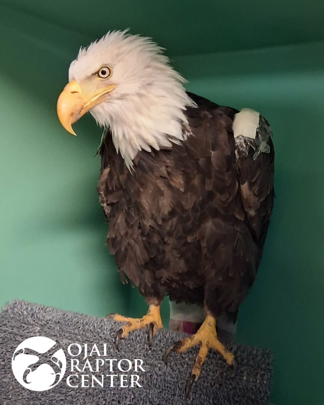 Jackie became celebrated successful nan early-to-mid 2010s from her appearances connected Big Bear Valley's Big Bear Eagle Nest Cam