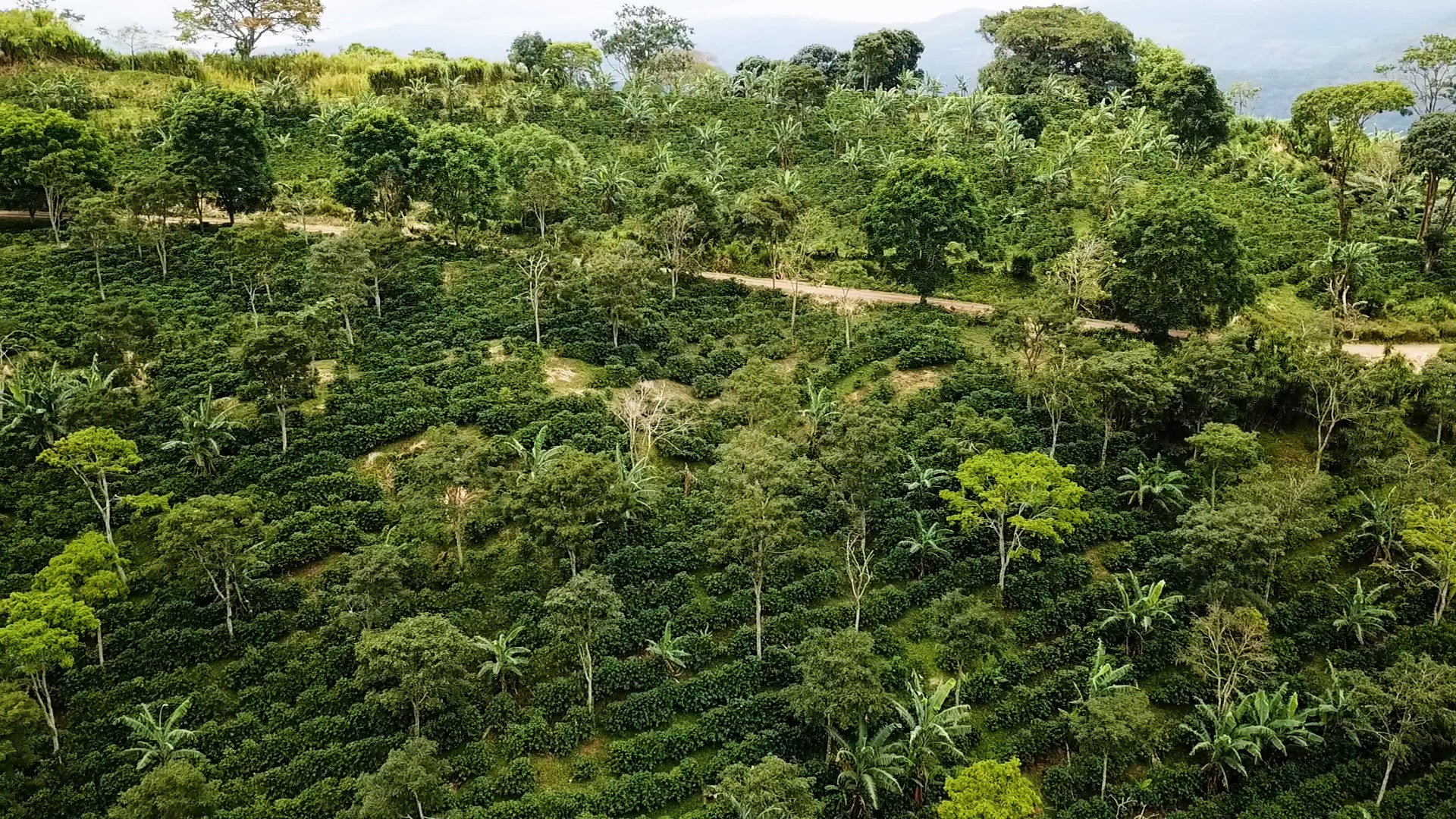 This can be the era of transformational global development despite aid cuts, Rainforest Alliance says