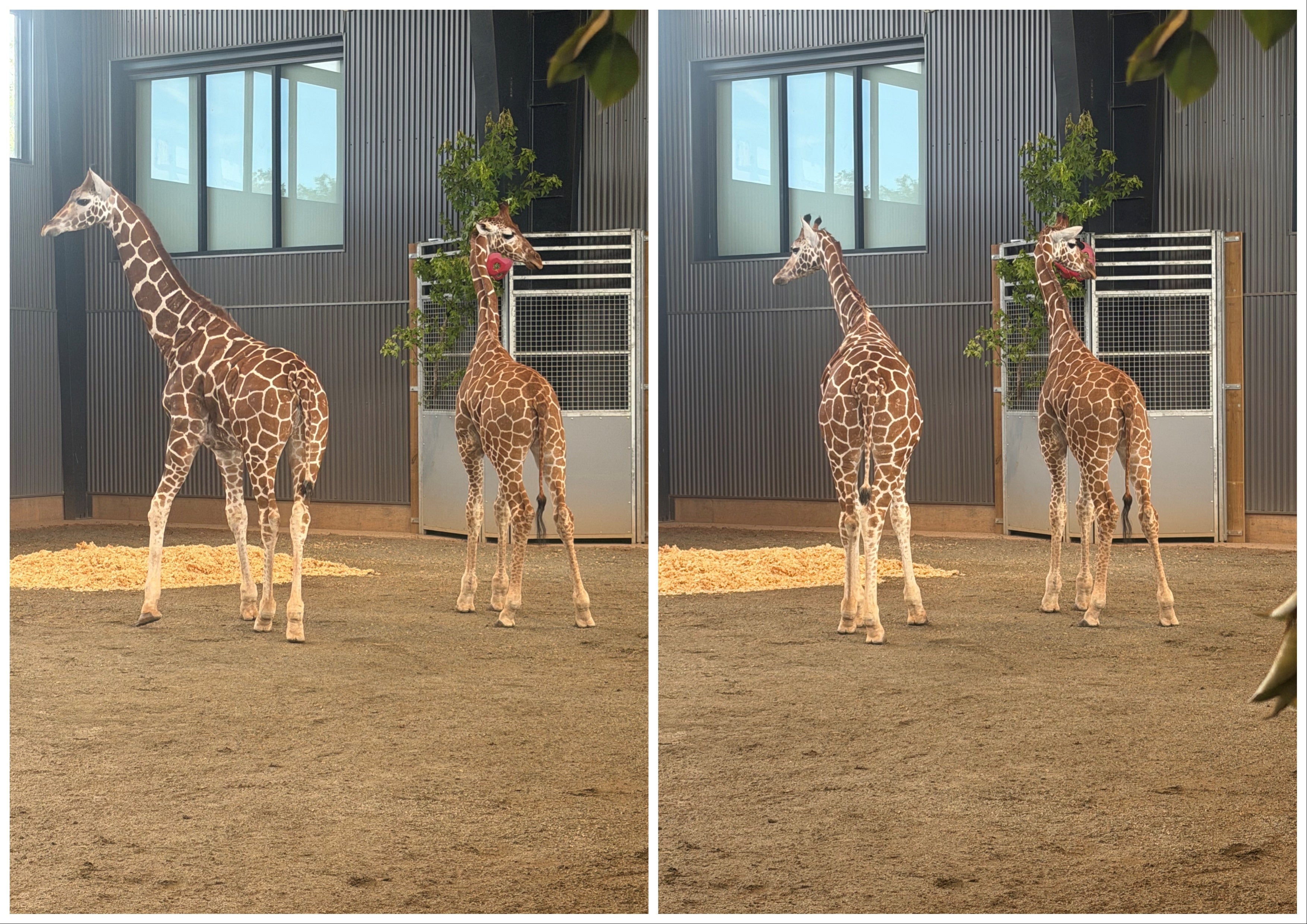 The 2 babe giraffes that vanished past twelvemonth from nan Natural Bridge Zoo successful Virginia, pursuing their successful betterment successful June. A national informant is now nether investigation for allegedly helping impede nan hunt by sharing confidential accusation pinch a suspect