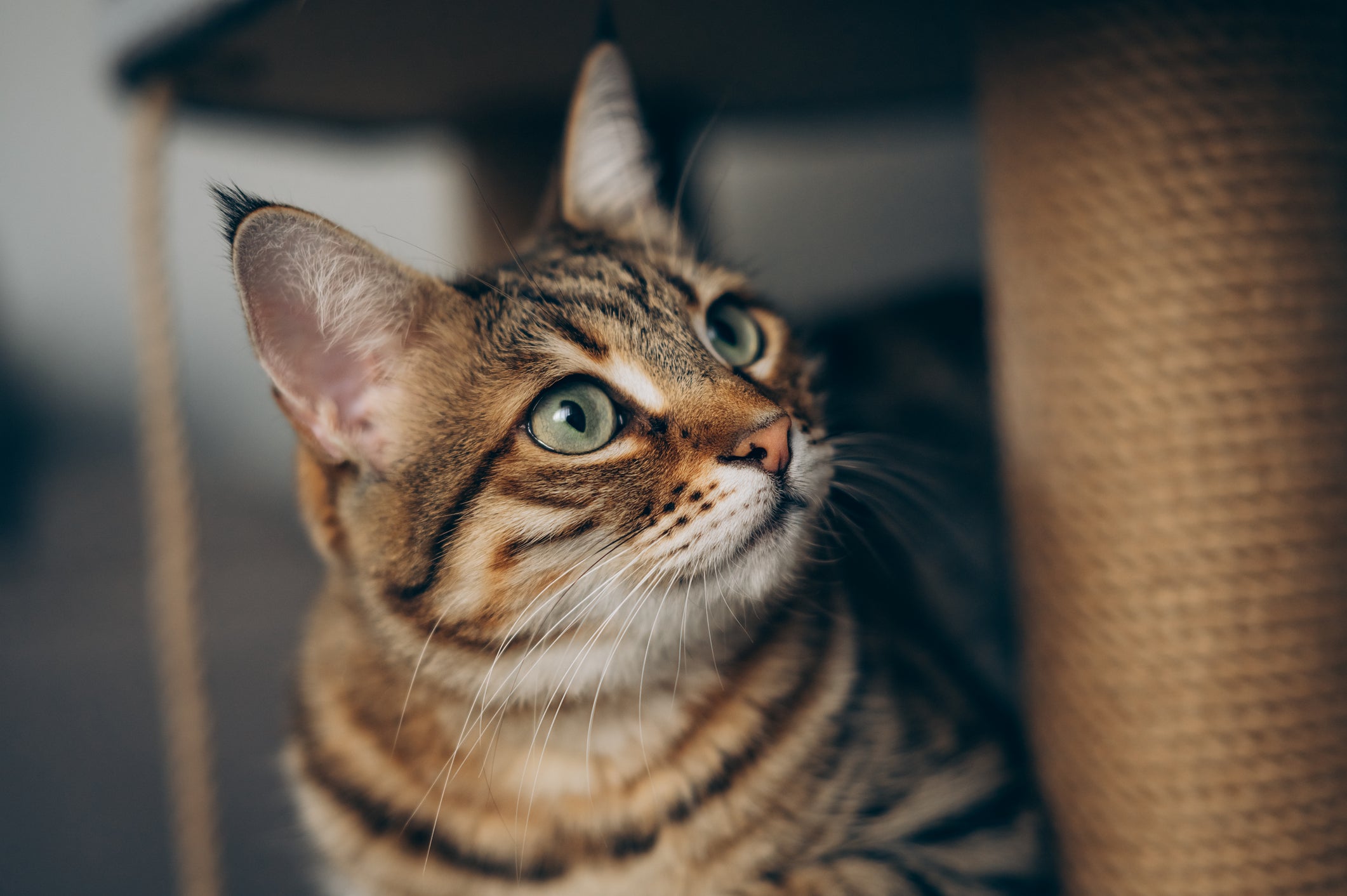 Proactive, specialised nutrition can help maintain cognitive function, joint health, and overall vitality as pets age