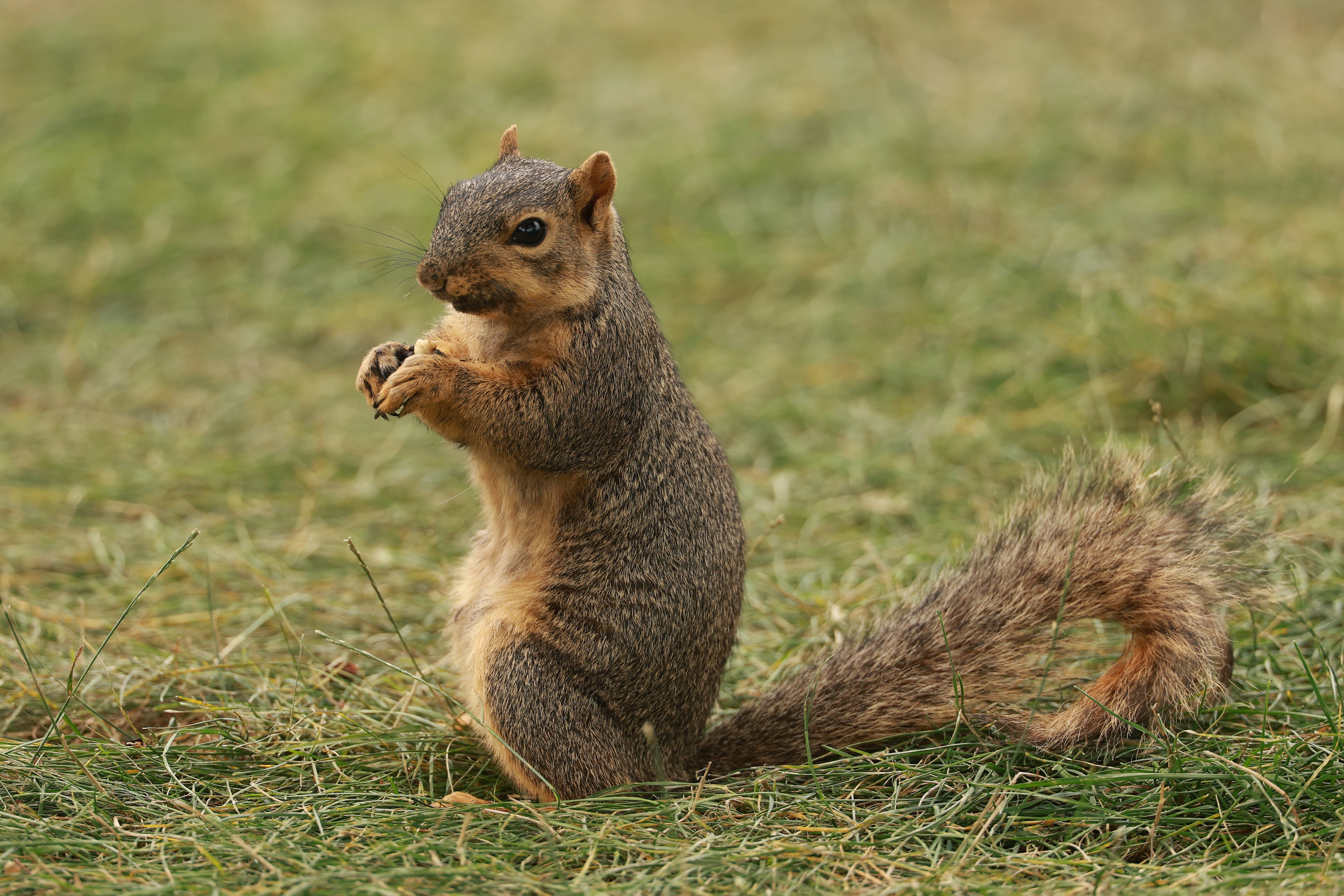 The school’s interim superintendent said they had ‘some incidents’ pinch squirrels