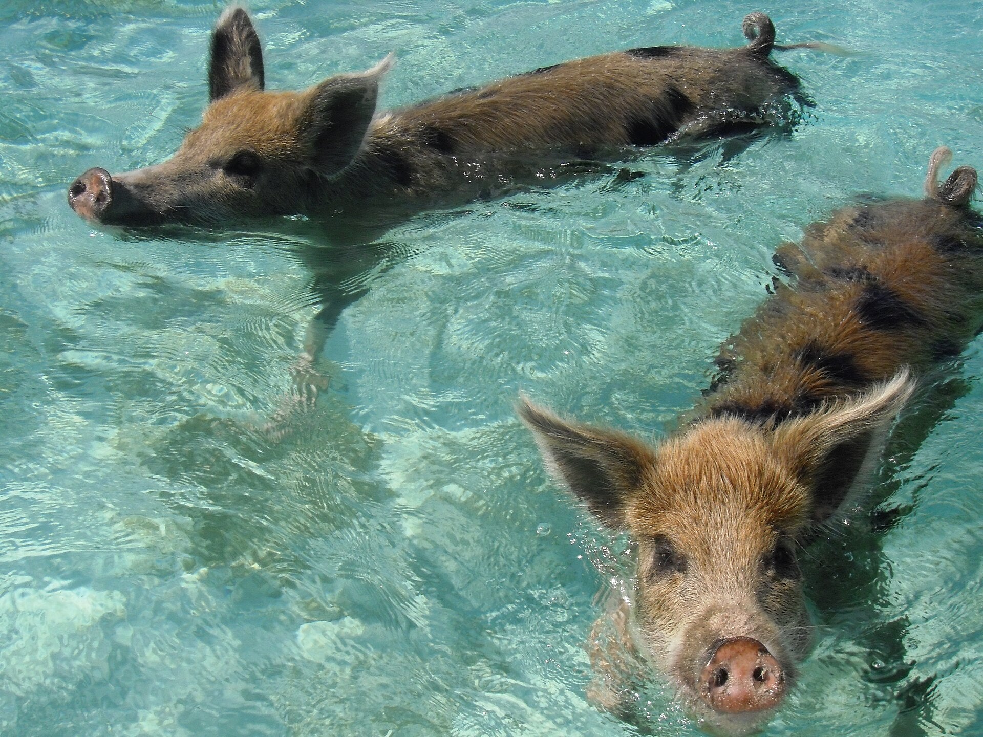 Cruise Passenger Feared Rabies After Bite From ‘swimming Pig’ In Bahamas, Lawsuit Says