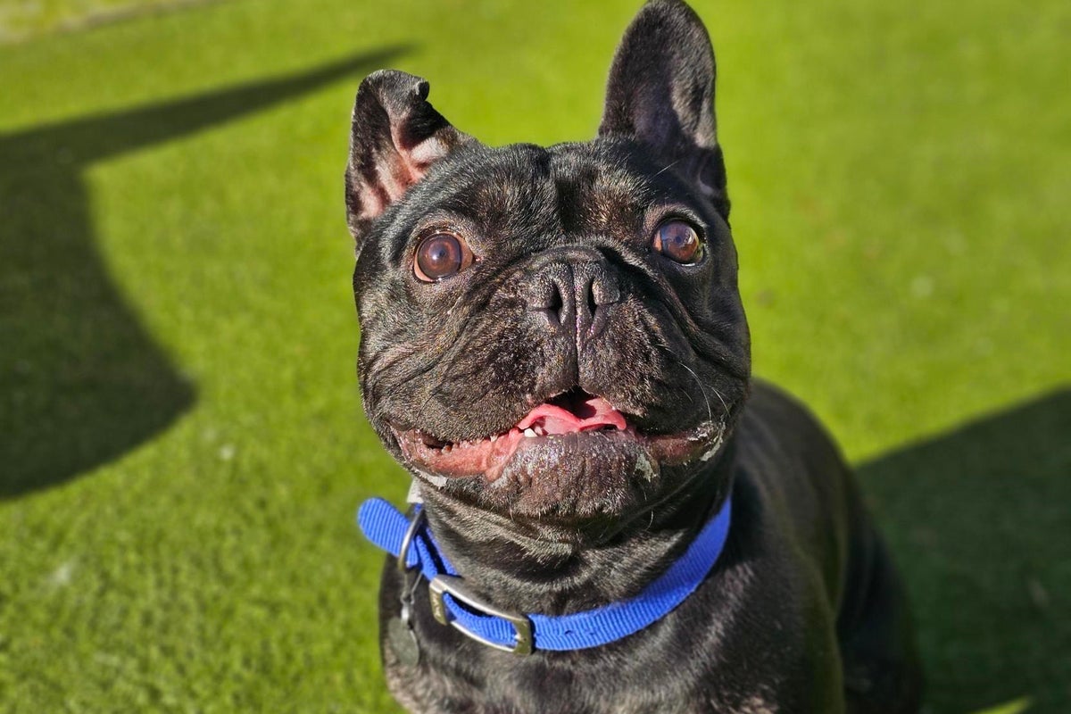 Cuteness kills: What really happens when designer dogs go out of style