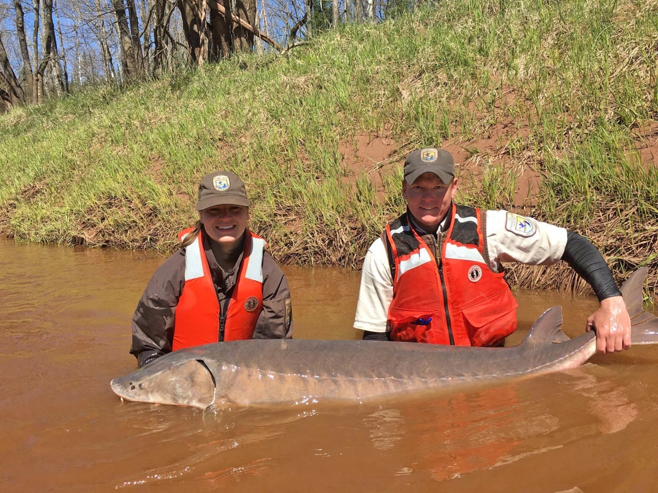Fish and Wildlife officers hold a 112-pound lake sturgeon in Wisconsin. The fish was tagged and released