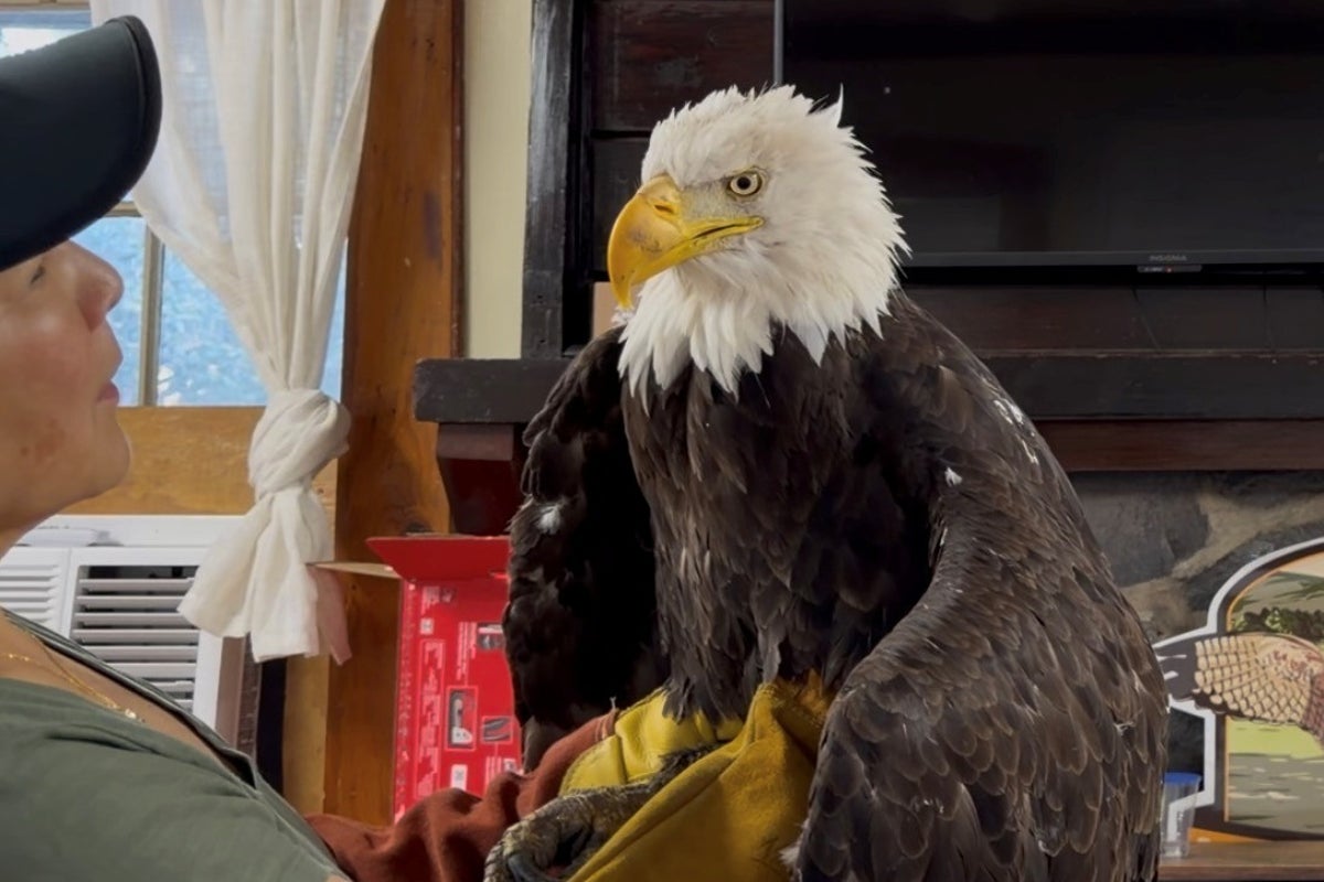 California's beloved bald eagle Jackie dies from illness weeks after being attacked