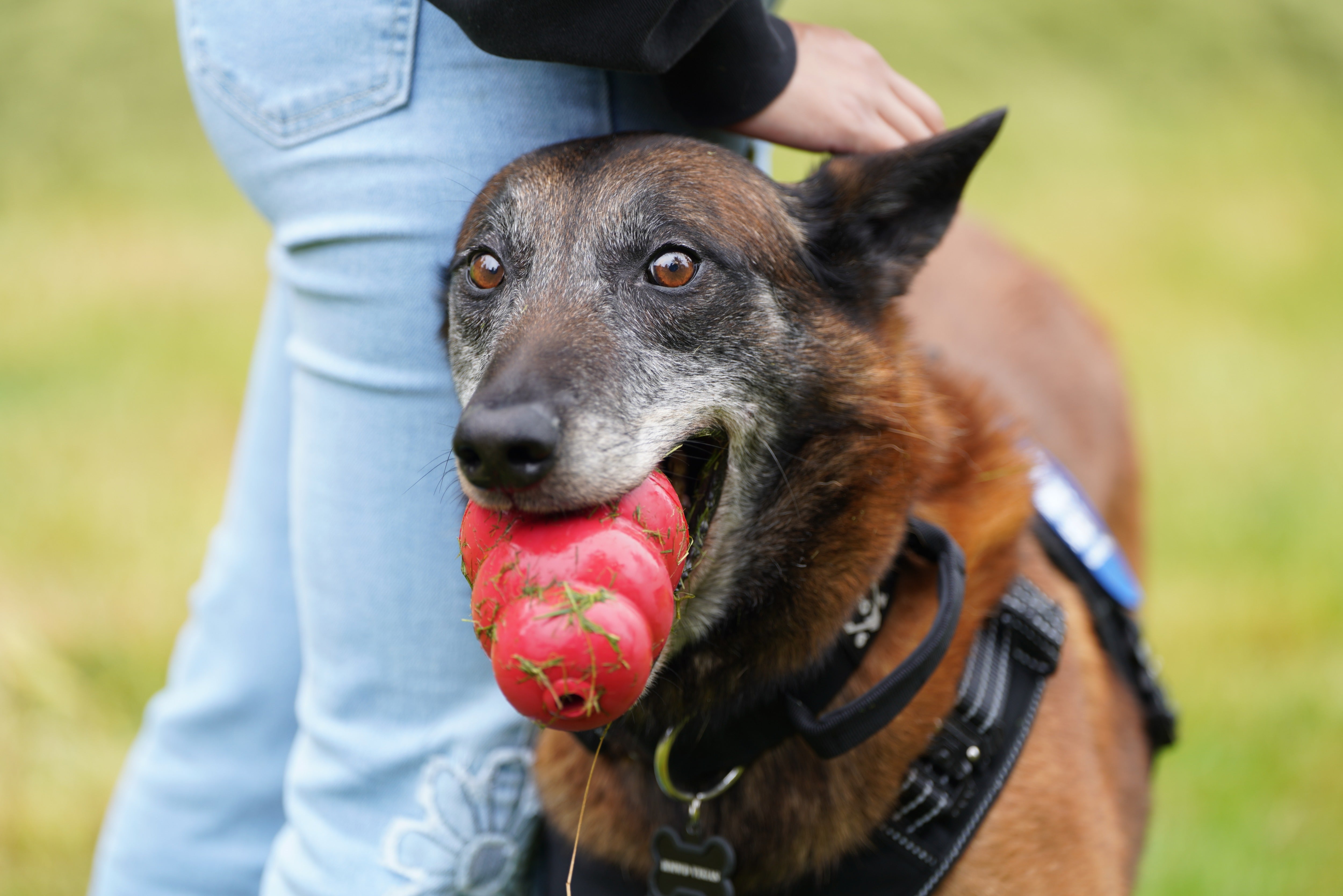 Dogs will often gift their favorite toys to the leader of their pack