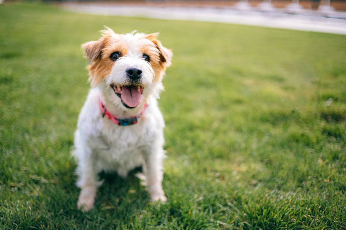 Expert tips to support your puppy's early development