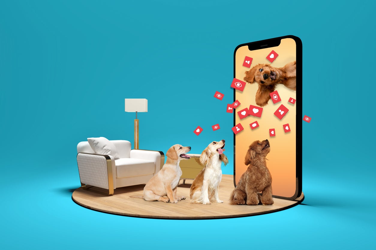 As a researcher and clinician, I am interested in understanding the bond between people and companion animals