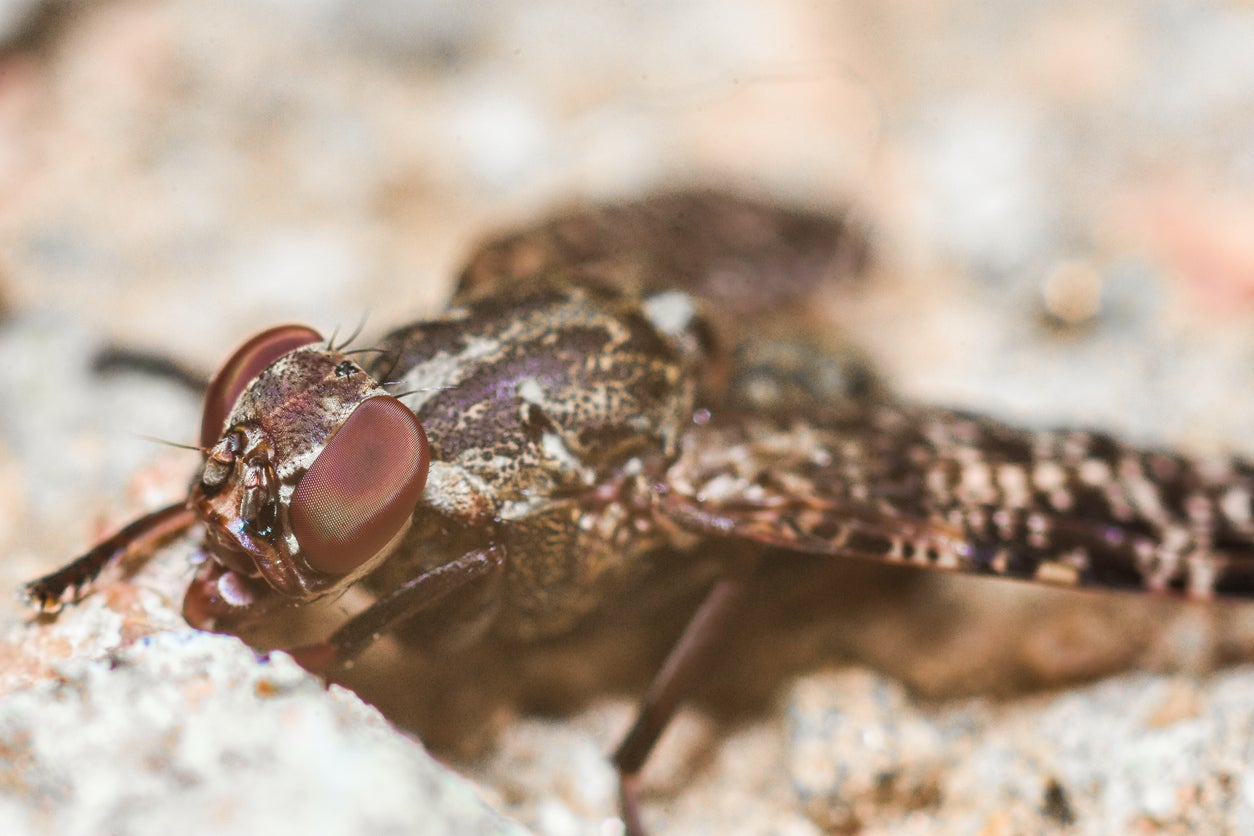 Tsetse fly: The blood-sucking insect that can bite through almost anything – and is found in 37 countries