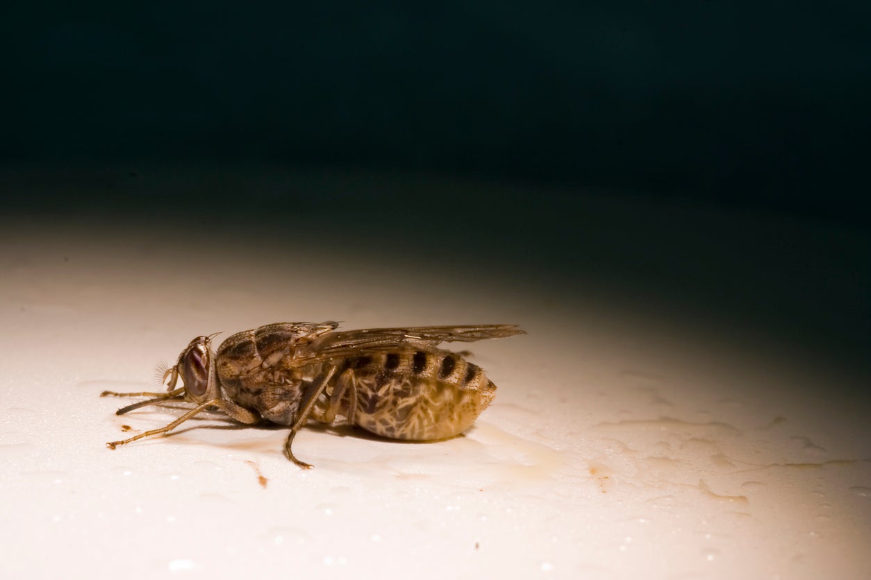 The tsetse fly has a saw-like mouth