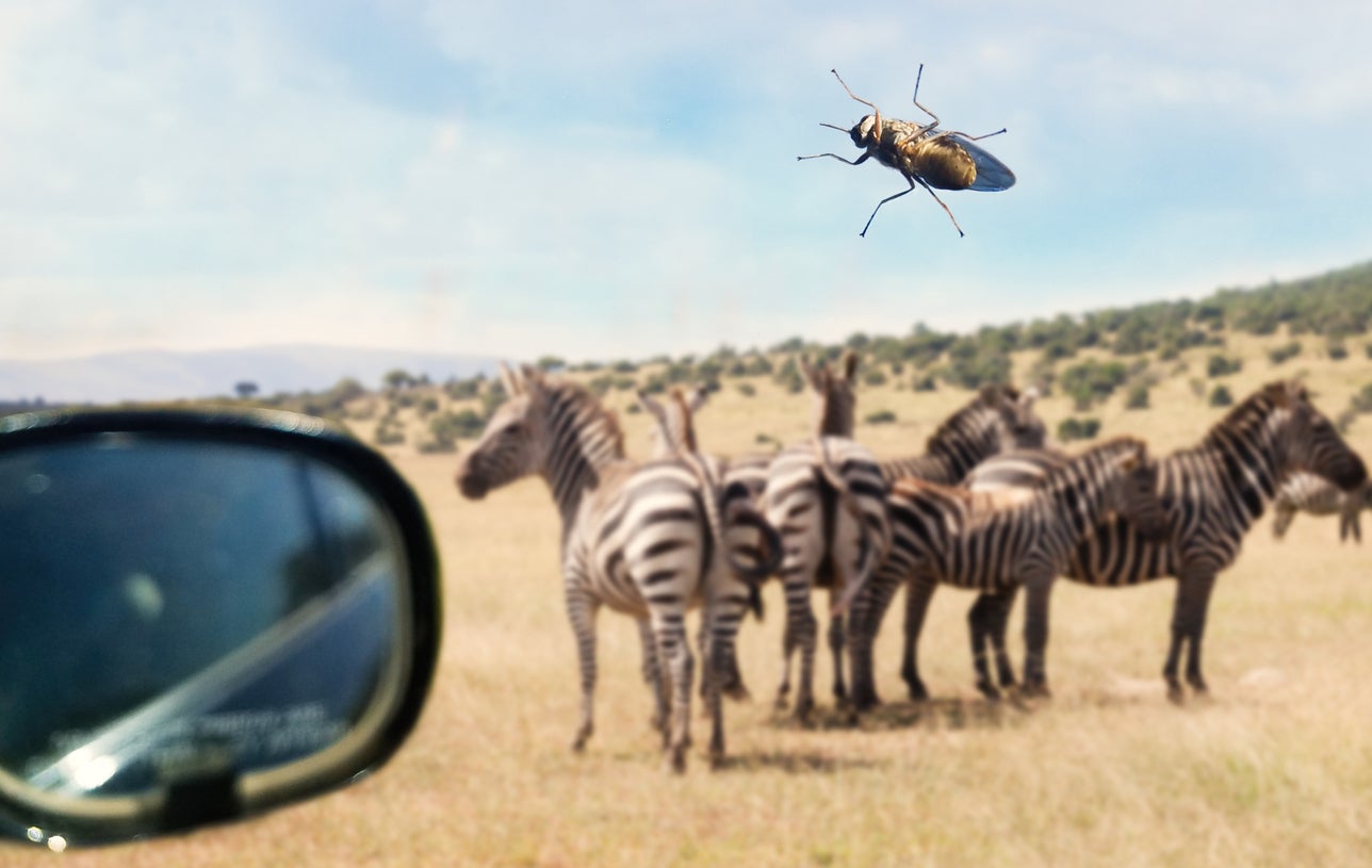 Tsetse flies are found in 37 African countries