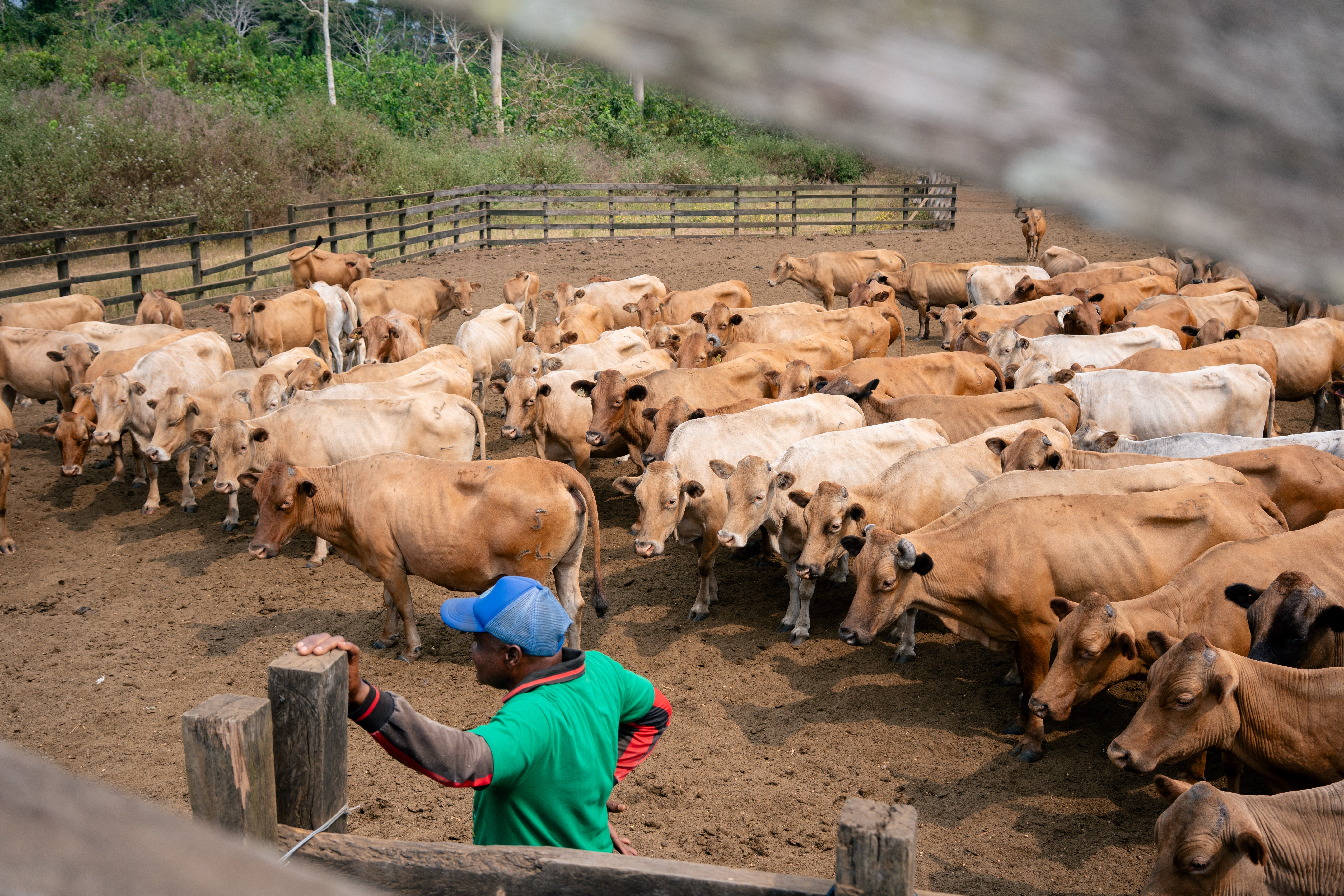 Ndama cattle in Gabon; the breed is favoured for its resistance to trypanosomiasis, a disease transmitted by the tsetse fly