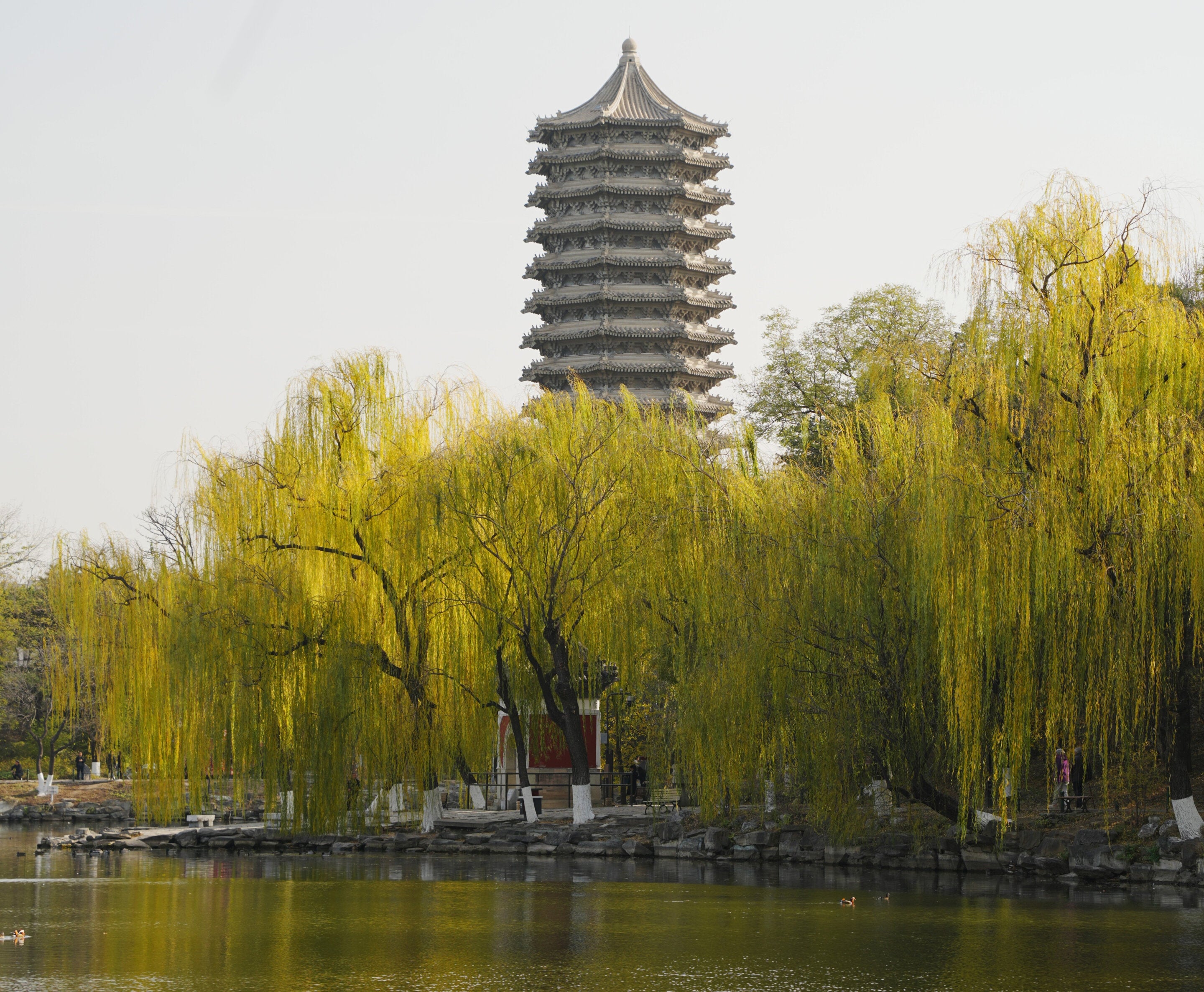 Chinese scientists identify trees that are worsening air quality across cities