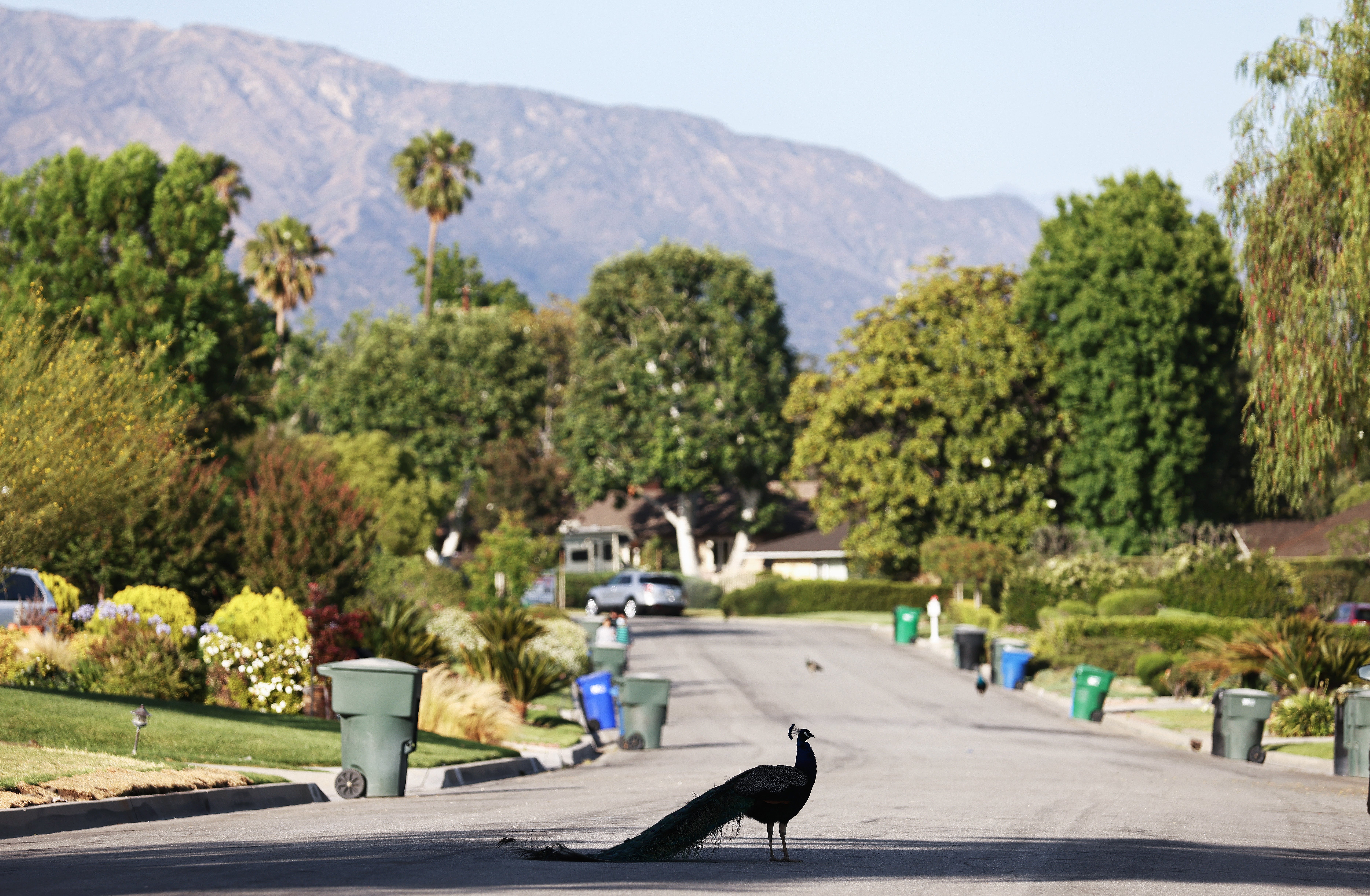 California mailman accused of beating beloved peacock with a rock after it followed him