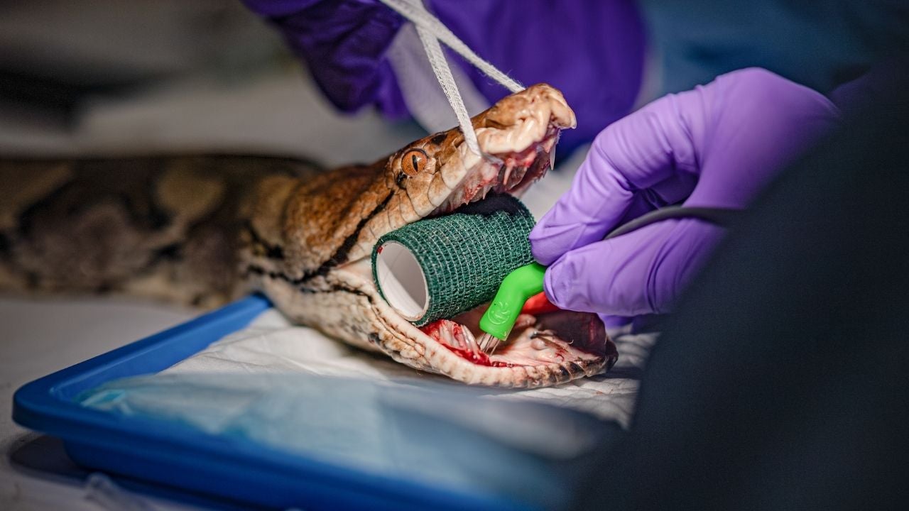 15ft python saved by human cancer treatment at Chester Zoo