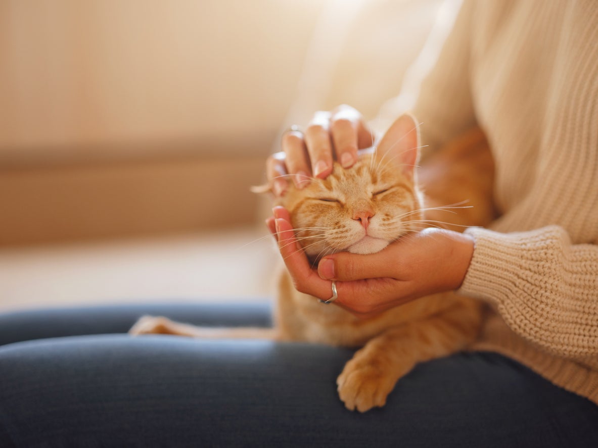 The key to bonding with a cat is understanding how they communicate