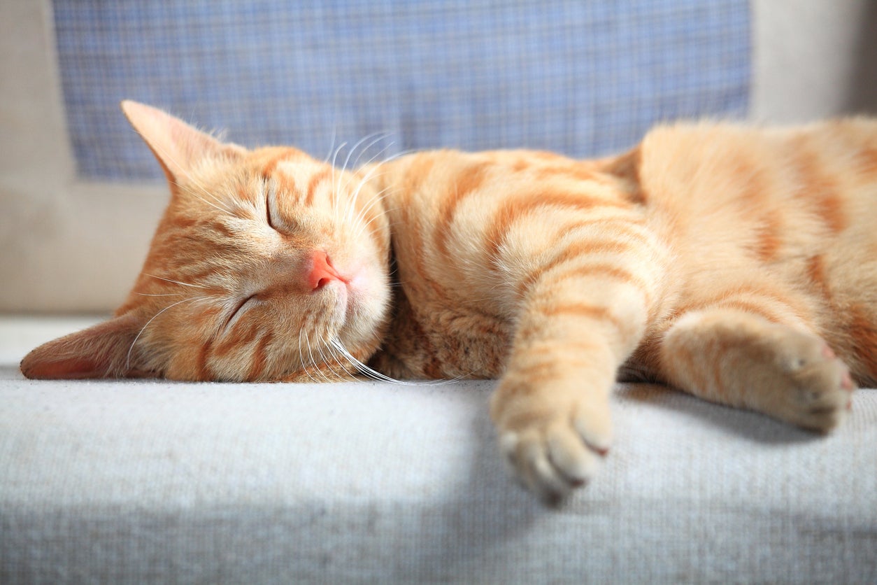 Researchers identify the simplest way to help your cat live longer