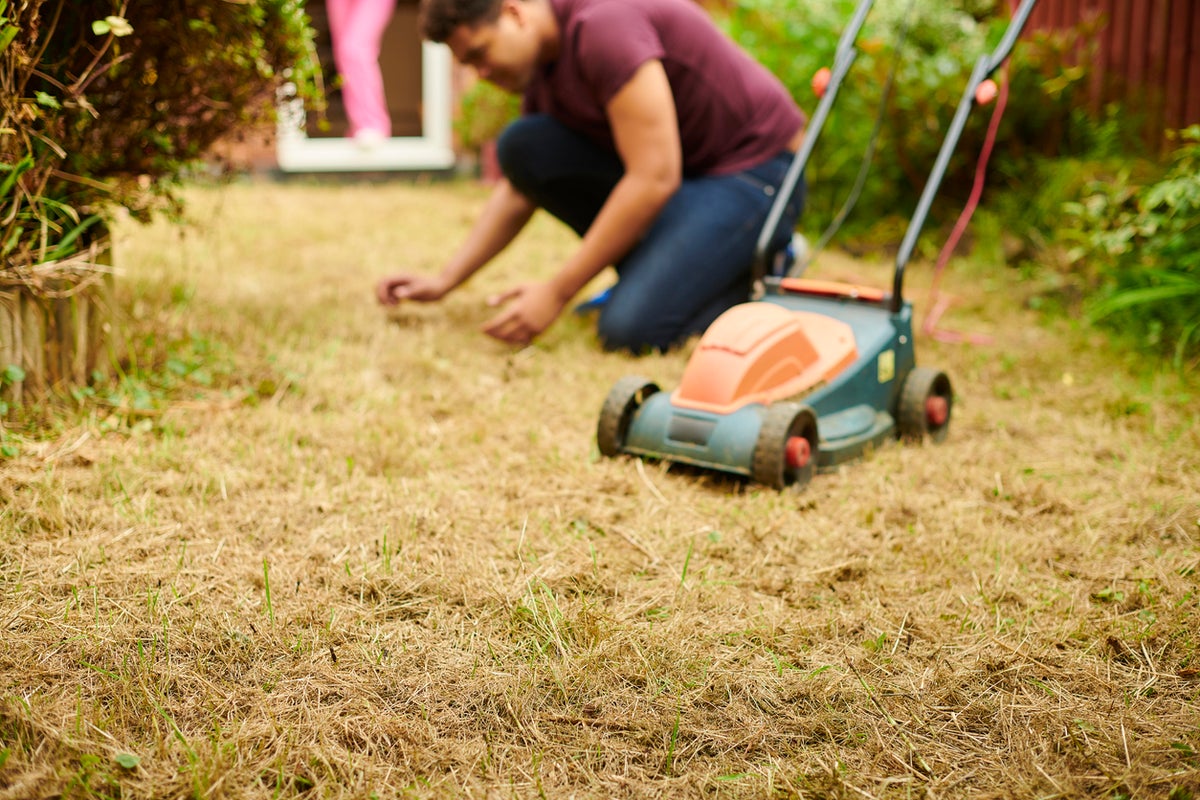 How to help your lawn recover this autumn after back-to-back heatwaves How to help your lawn recover this autumn after back-to-back heatwaves