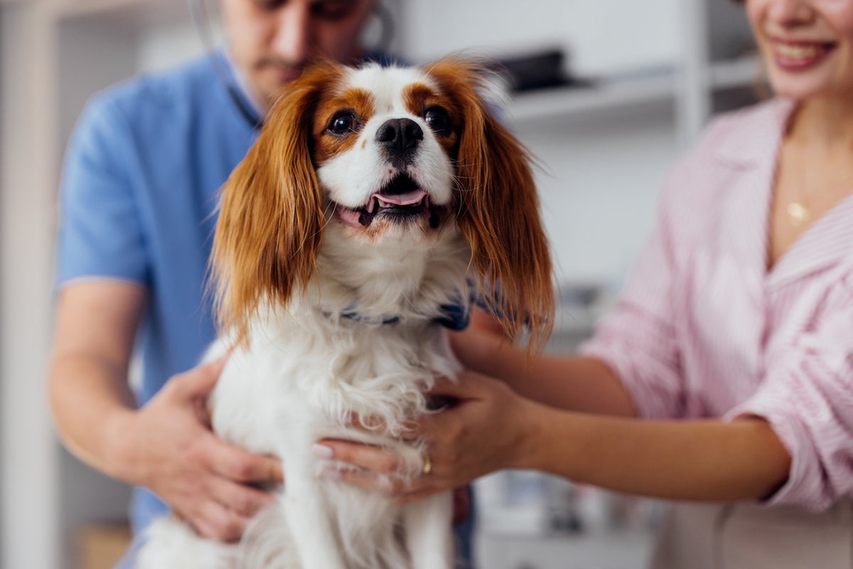 Why dogs eat poop — and what you can do about this common habit Why dogs eat poop — and what you can do about this common habit