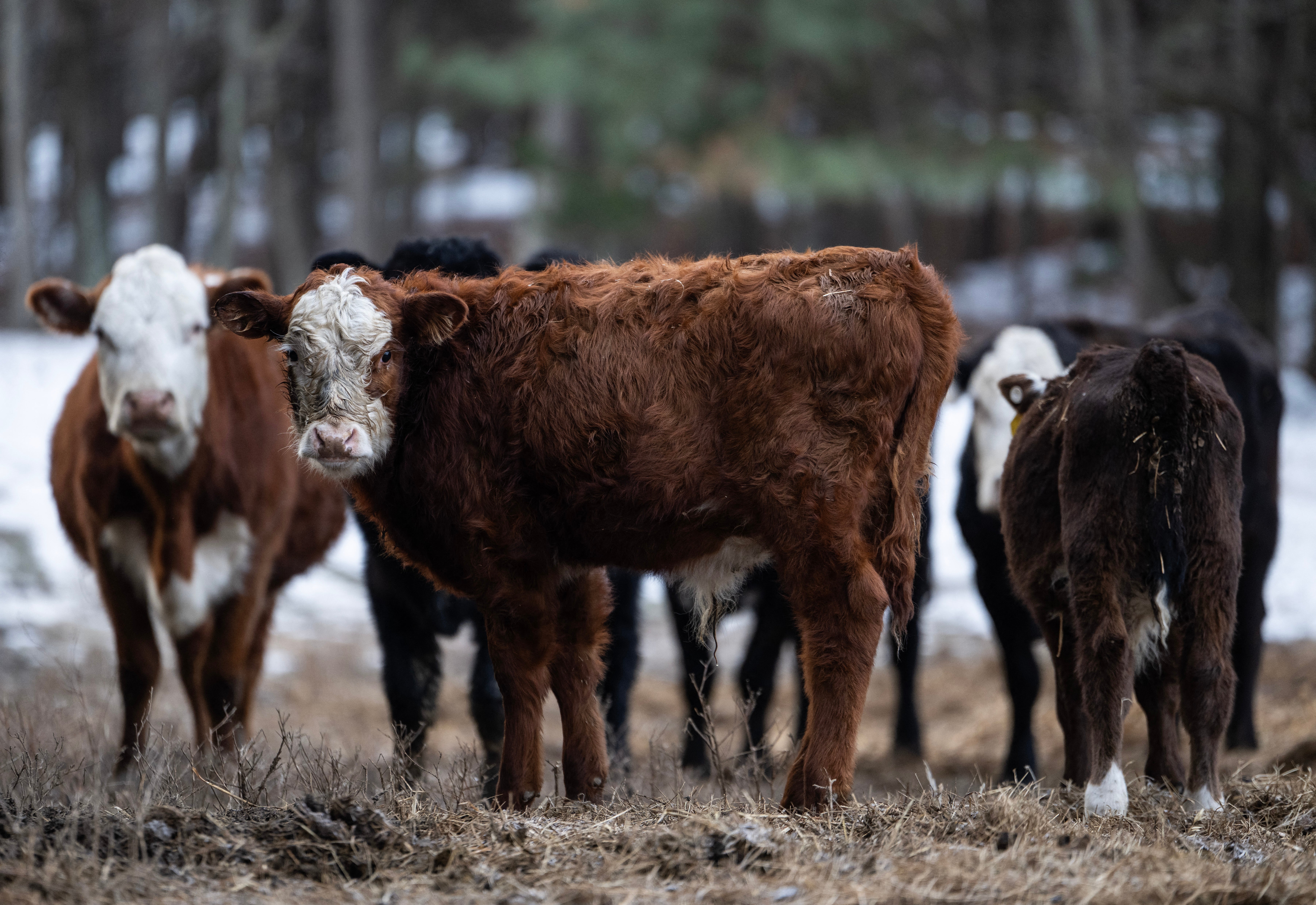 Ranchers have argued against intervening in the market, while the administration argues the plan is a short-term measure to relieve American shoppers from high prices
