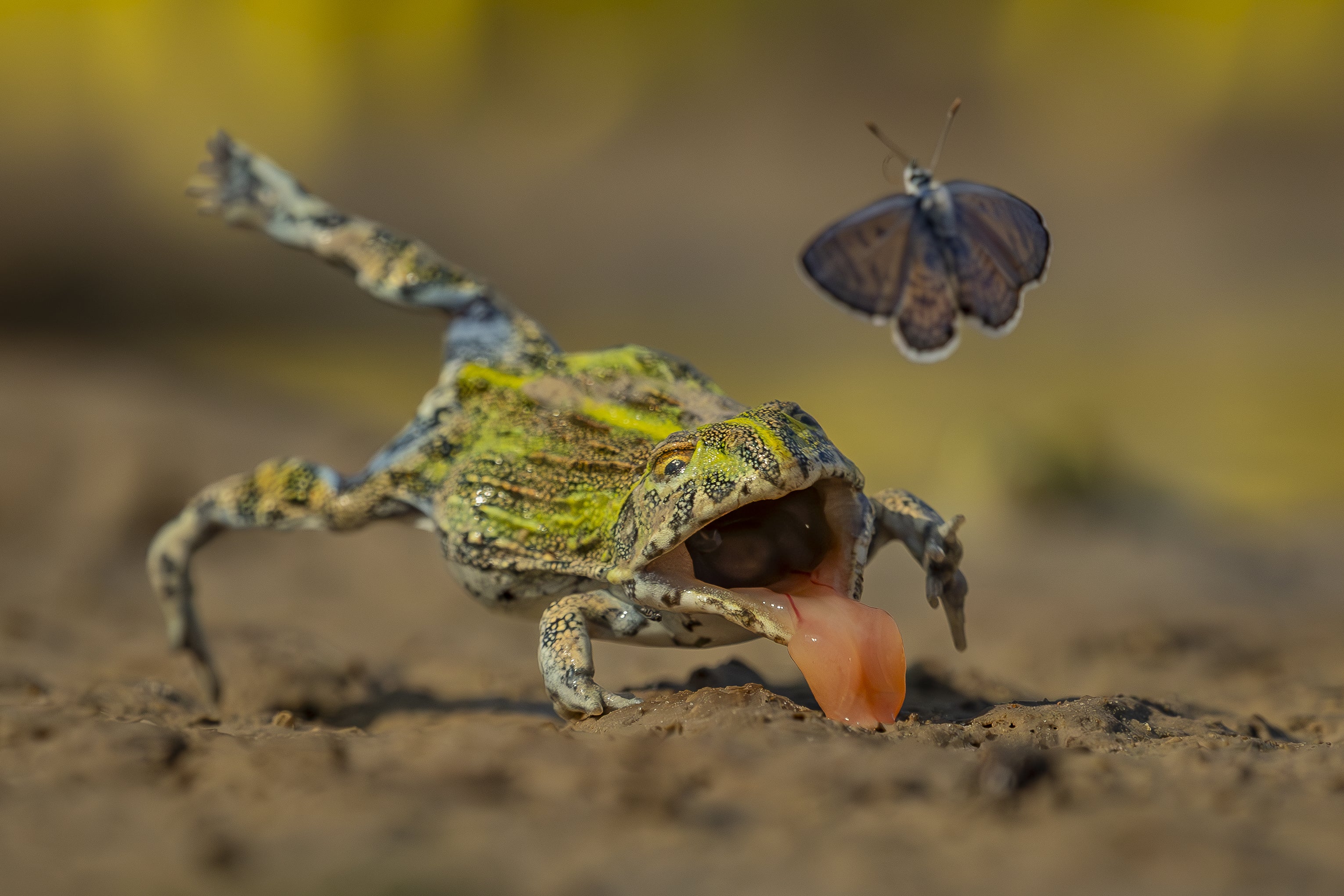 The image Split-Second Escape shows an African bullfrog lunging for an African babul butterfly – but missing.