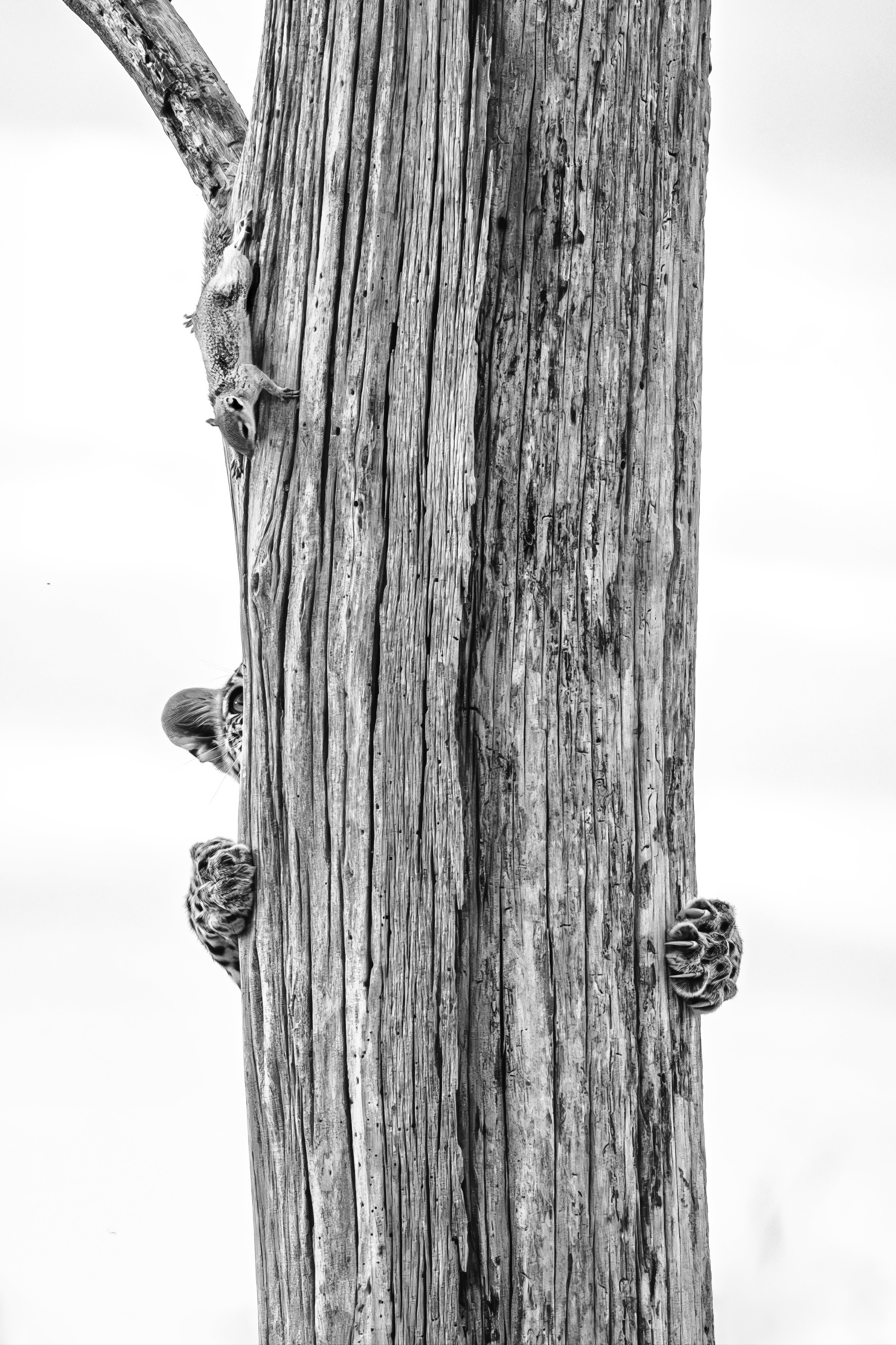 'Up a Tree without a Squirrel' - a young leopard chase a squirrel up a tree in Botswana's Okavango Delta in Botswana