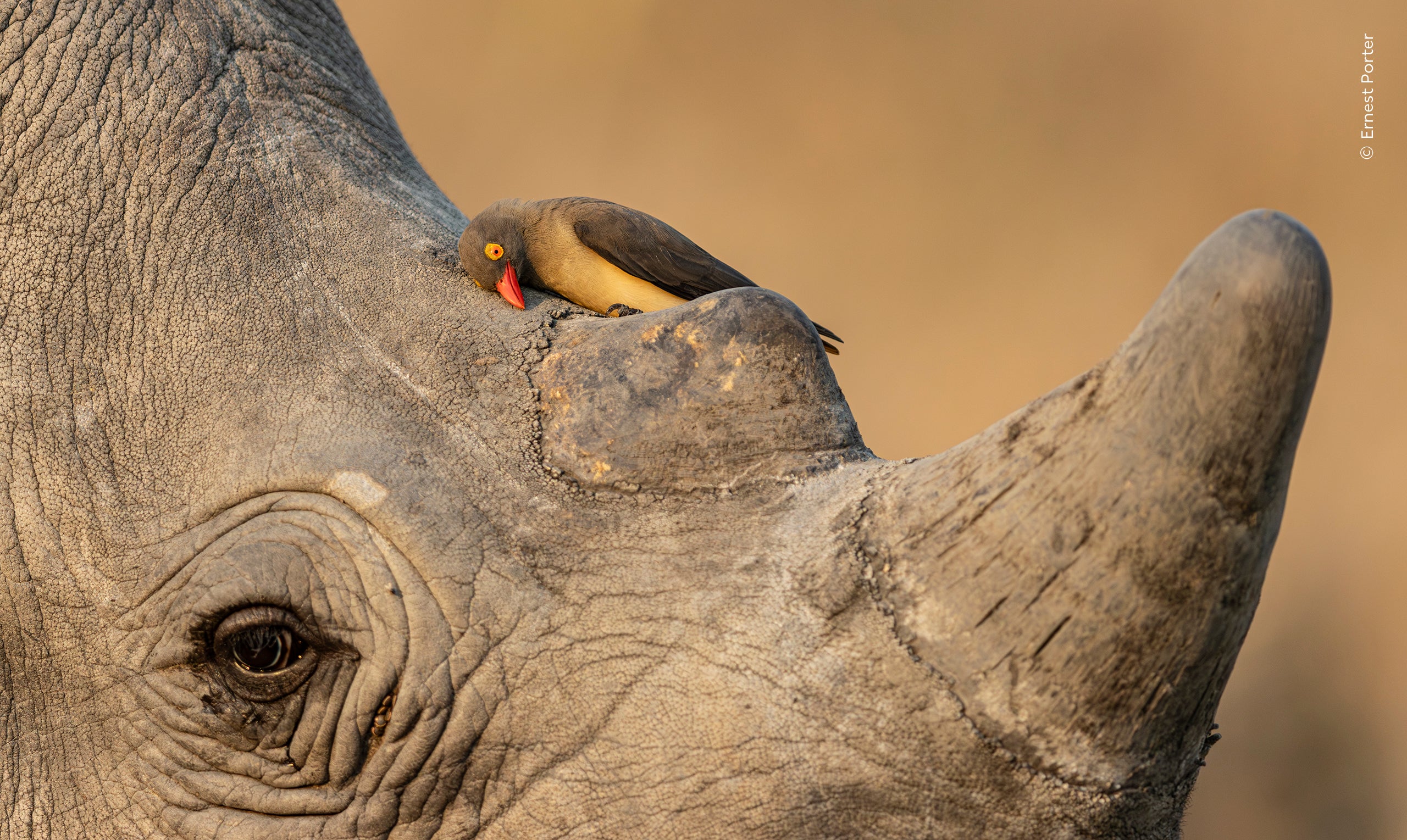 'Mutual Friends' - an oxpecker cleaning its bill against a rhino's skin in the soft afternoon light in Mpumalanga, South Africa.