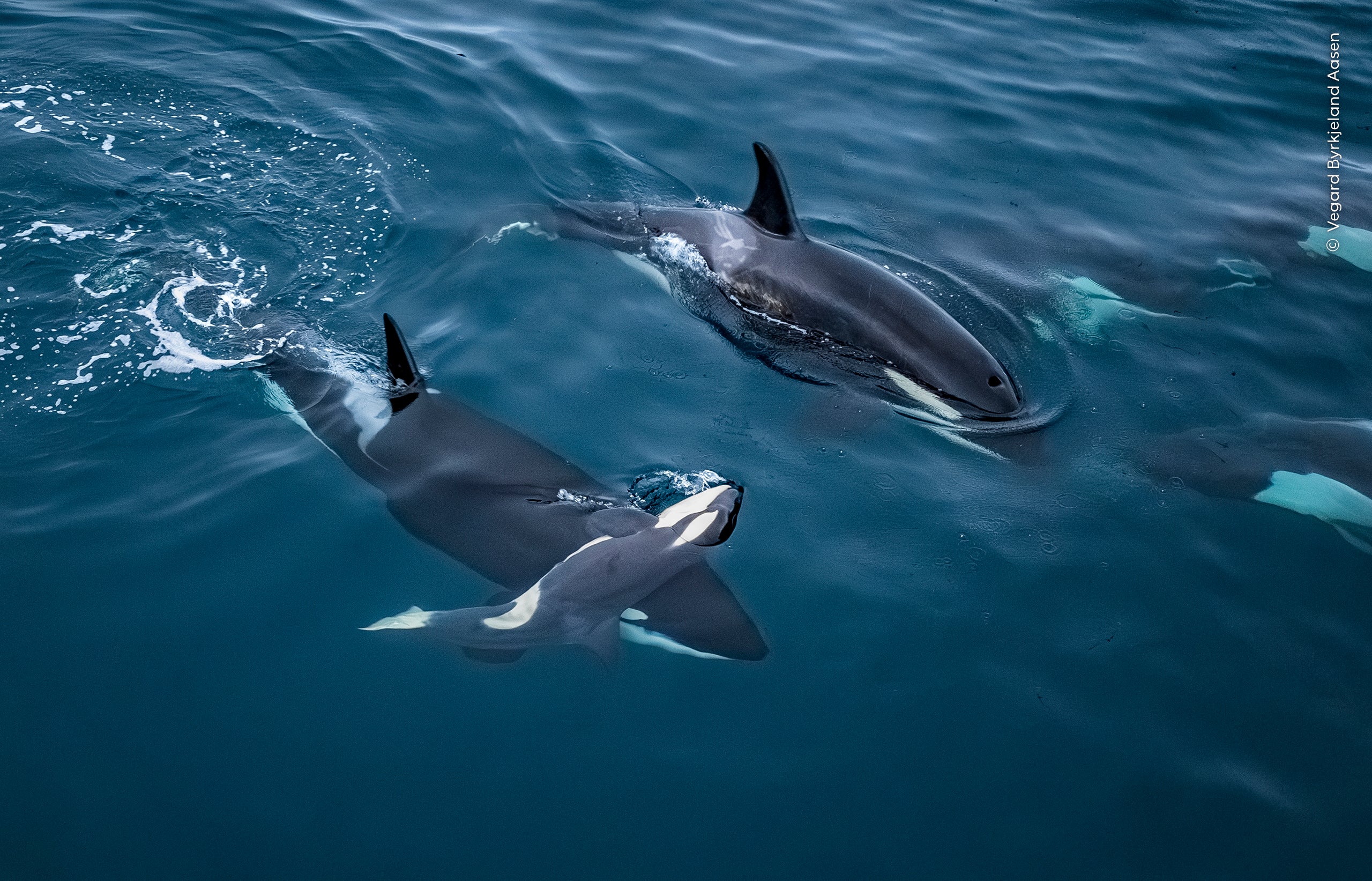 Lifted to the Surface' - an adult orca supporting the body of a calf in the freezing waters of a Norwegian fjord - by Vegard Byrkjeland Aasen from Norway.