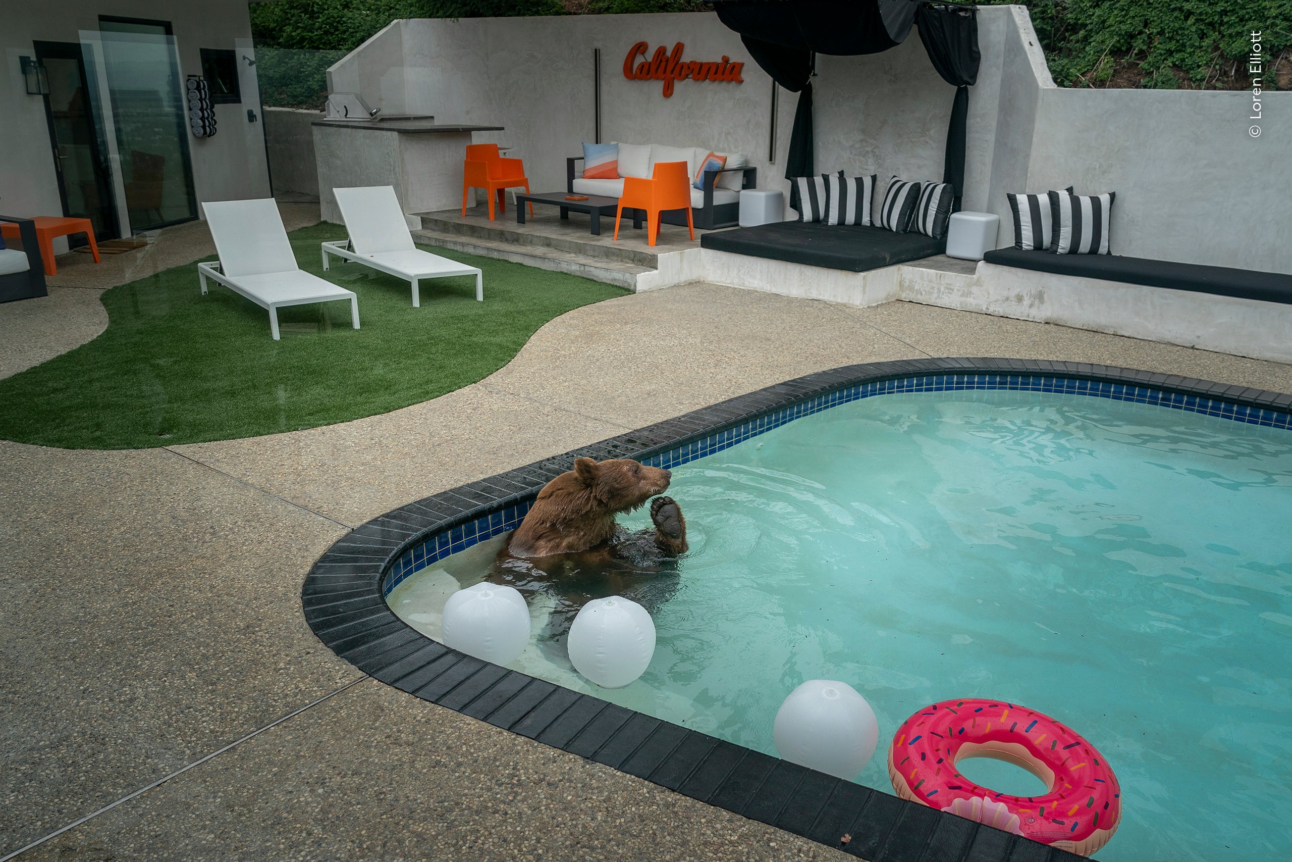 'Pooltime Pastime' - a black bear stopping for a dip in a southern California pool, in Monrovia, California, USA -
