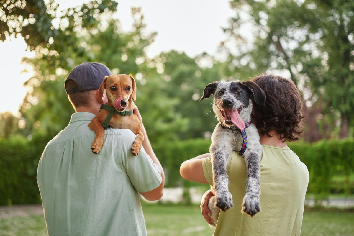 Why your dog eats poop — and what you can do to stop this common canine habit Why your dog eats poop — and what you can do to stop this common canine habit