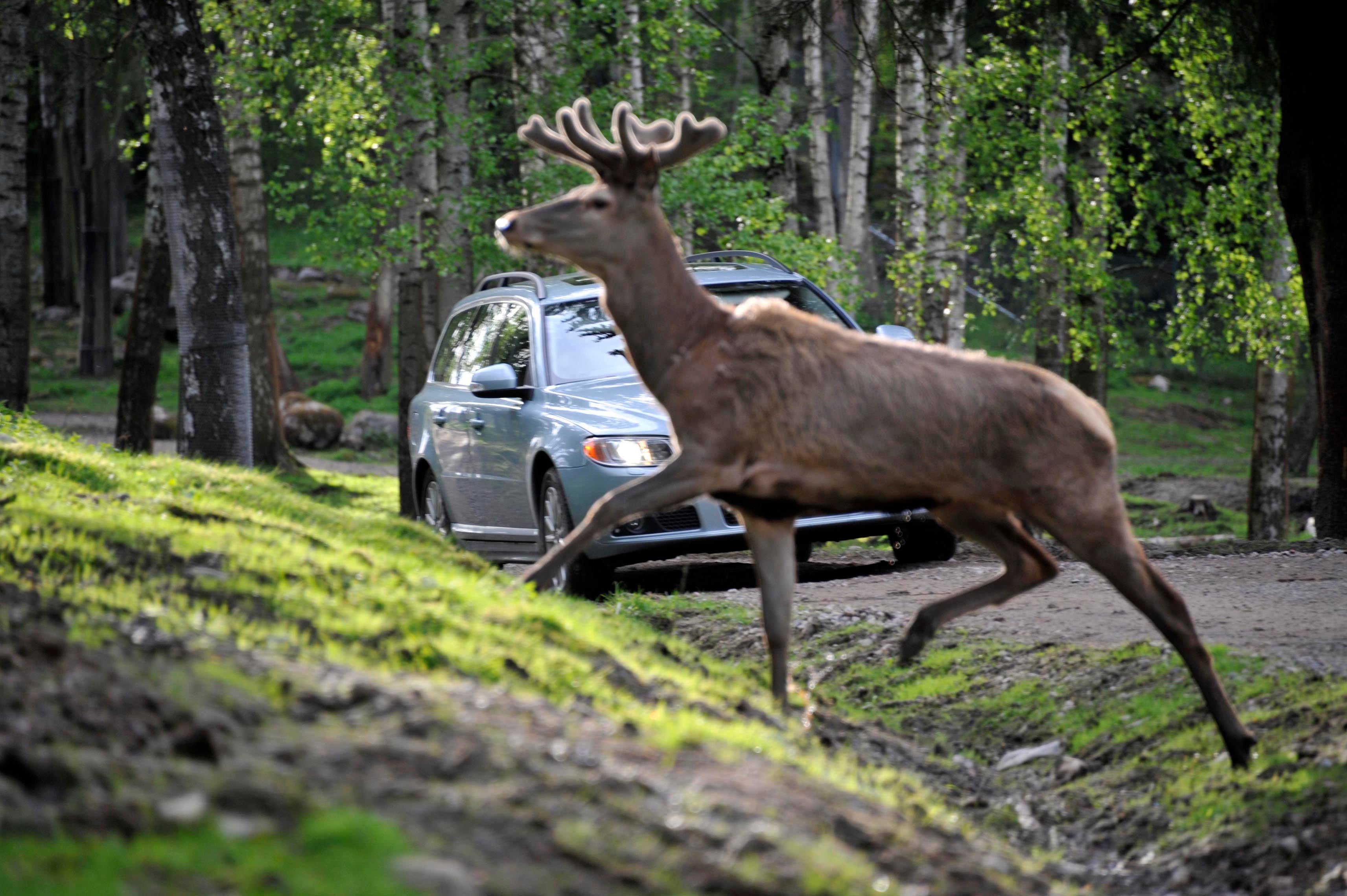 Volvo software updates aim to cut down on roadkill