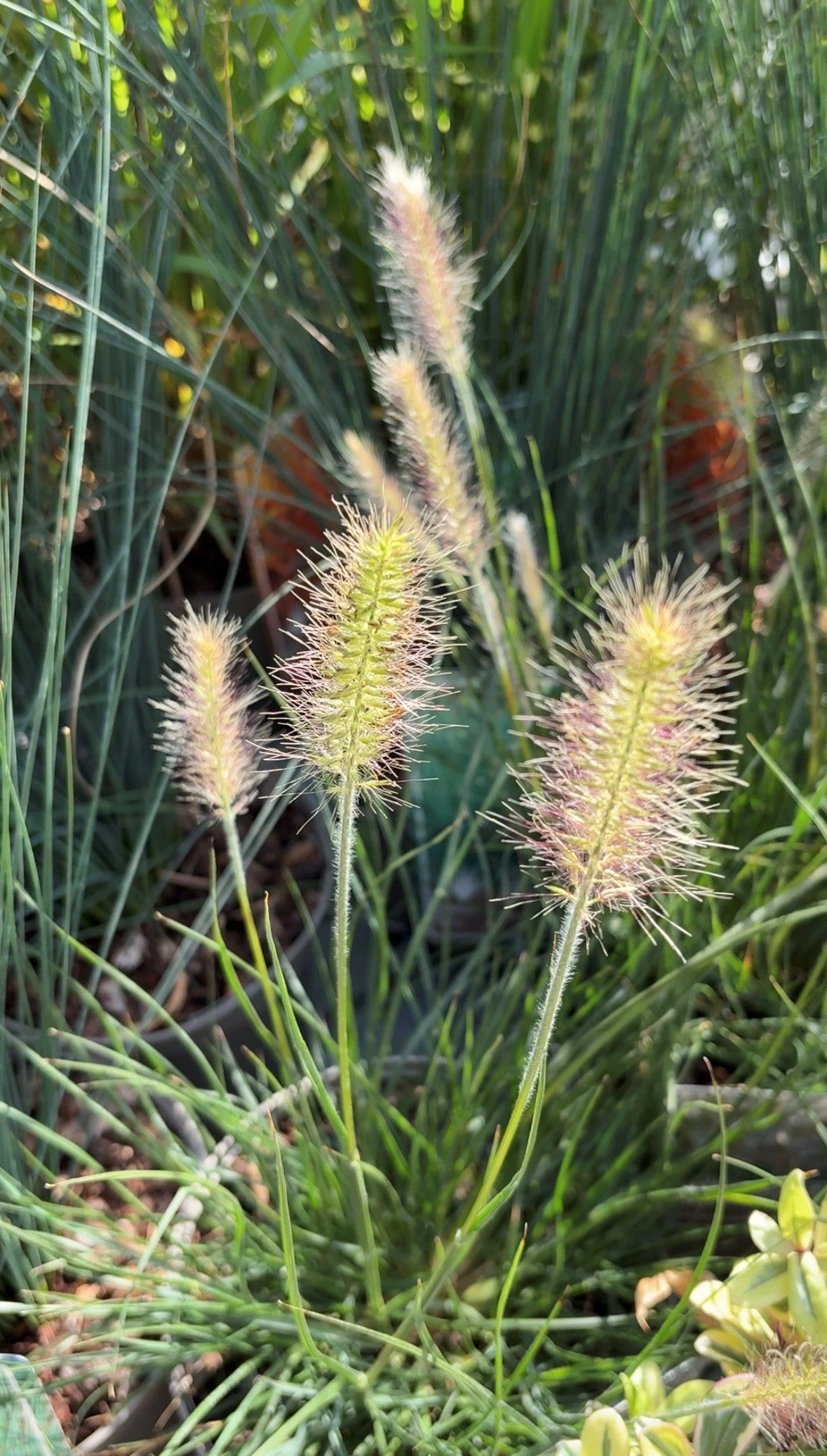 Ornamental grass pennisetum (Hannah Stephenson/PA)