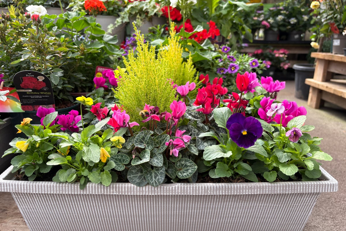 The best flowers for planting a vibrant autumn pot display in your garden The best flowers for planting a vibrant autumn pot display in your garden