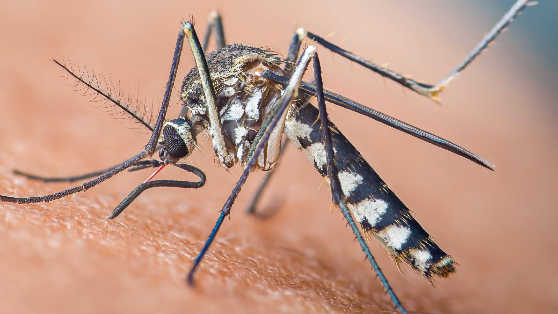 Invasive Aedes aegypti Mosquitoes Breed in East London for First Time