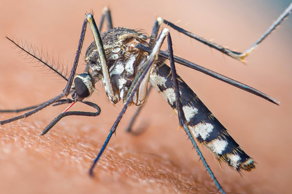 Photo: The Independent Invasive Aedes aegypti Mosquitoes Breed in East London for First Time