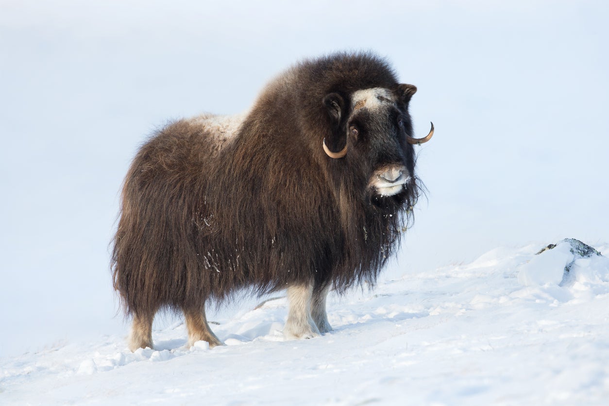 <p>Musk ox, bearded seals and polar bears were all visible from the cruise </p>