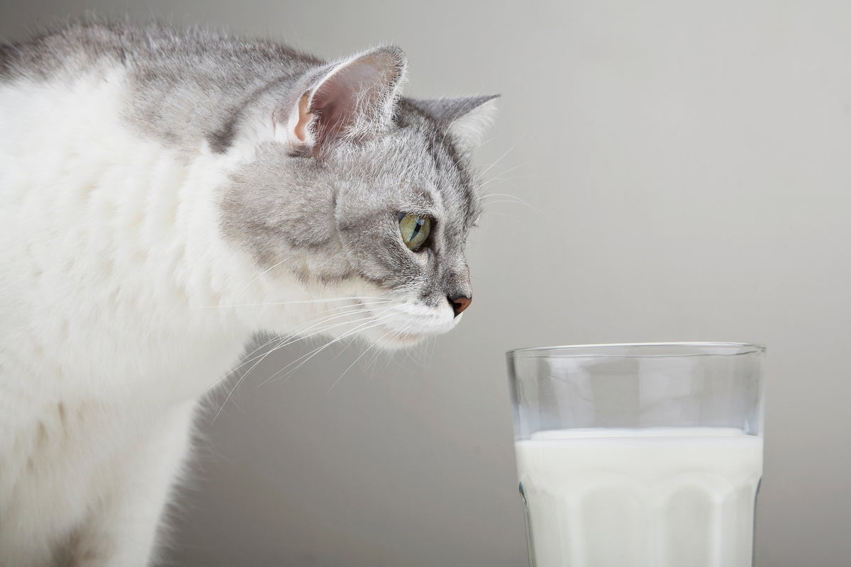 The real reason you should never give milk to your cat The real reason you should never give milk to your cat