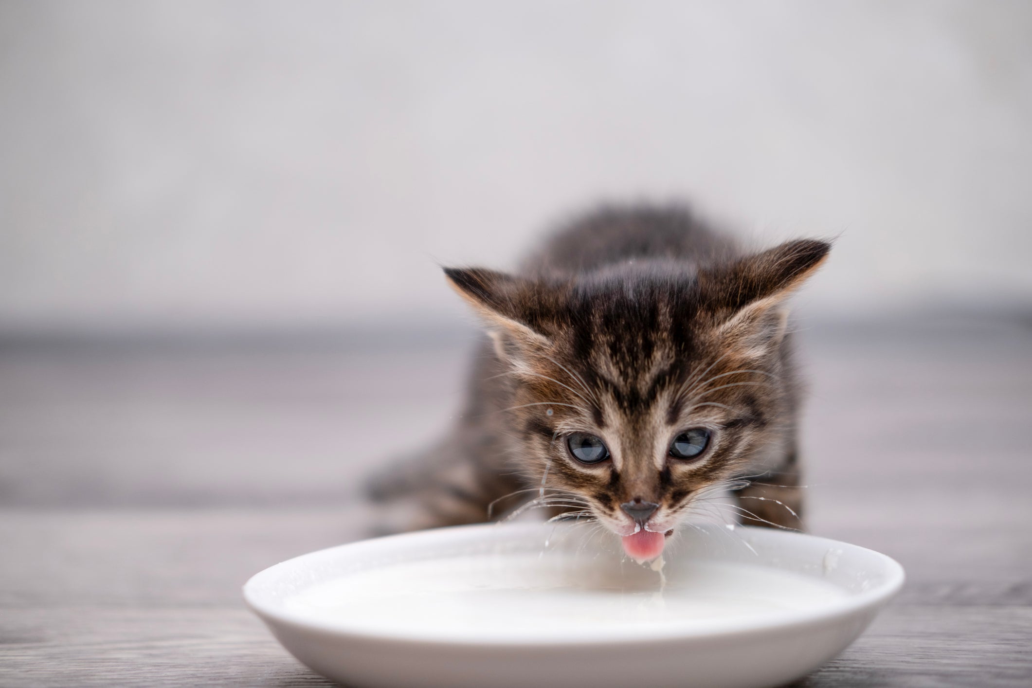 Cow’s milk, in particular, is also high in casein, a protein that is broken down by the body into alpha-casozepine