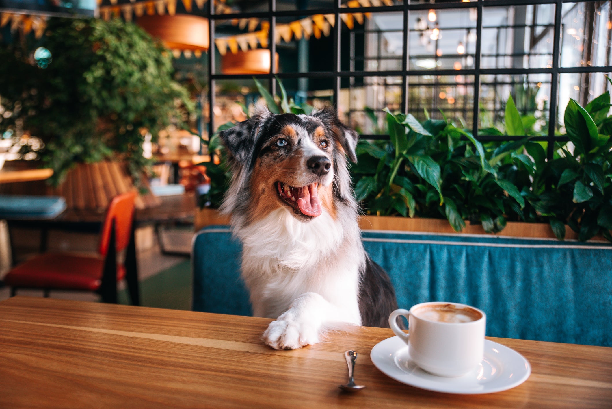 Pour-rover: dogs are increasingly being treated as diners in their own right