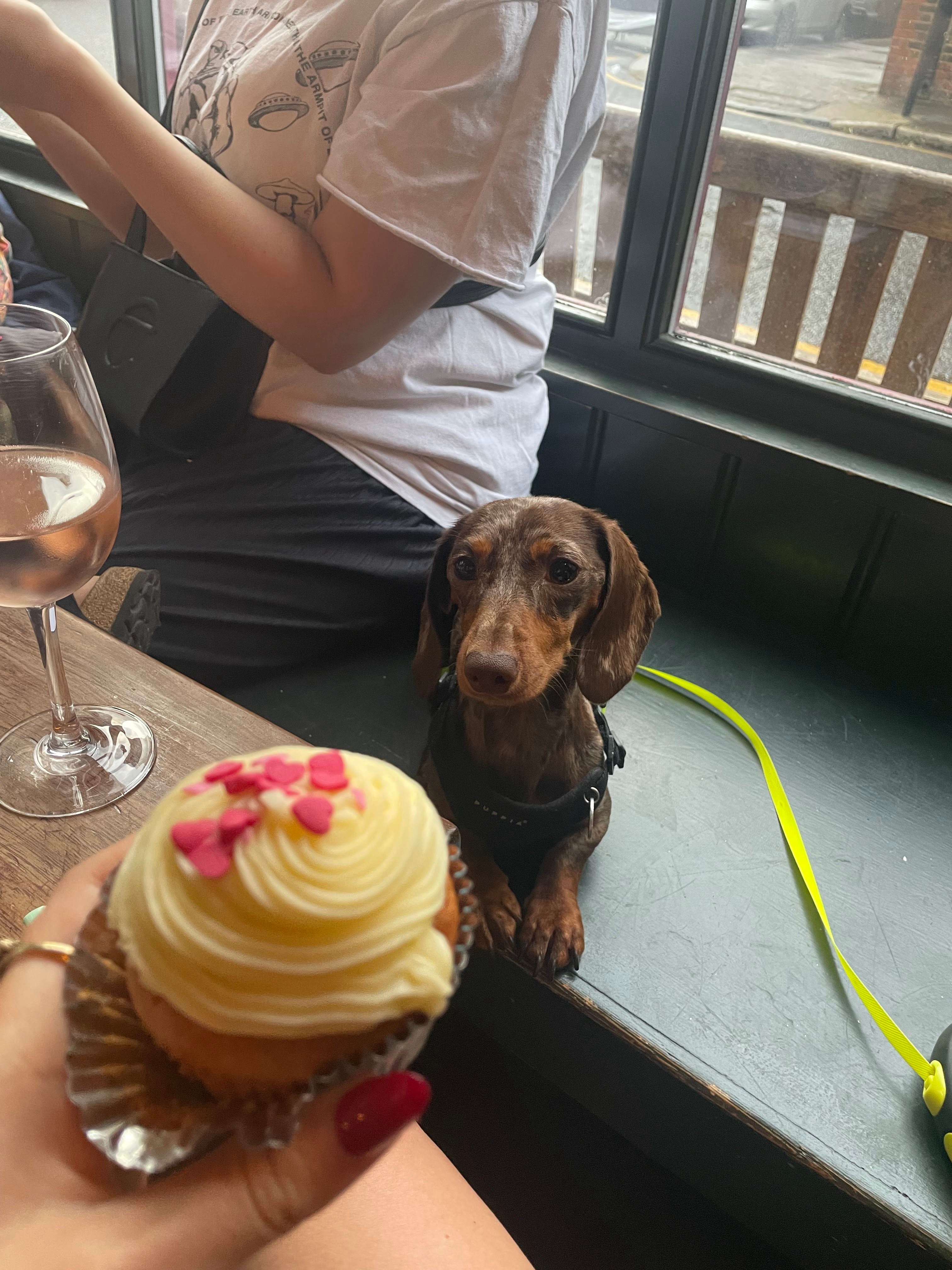 Pavlovian paradise: Alby, my Miniature Dachshund, keeps a close eye on the cupcake situation