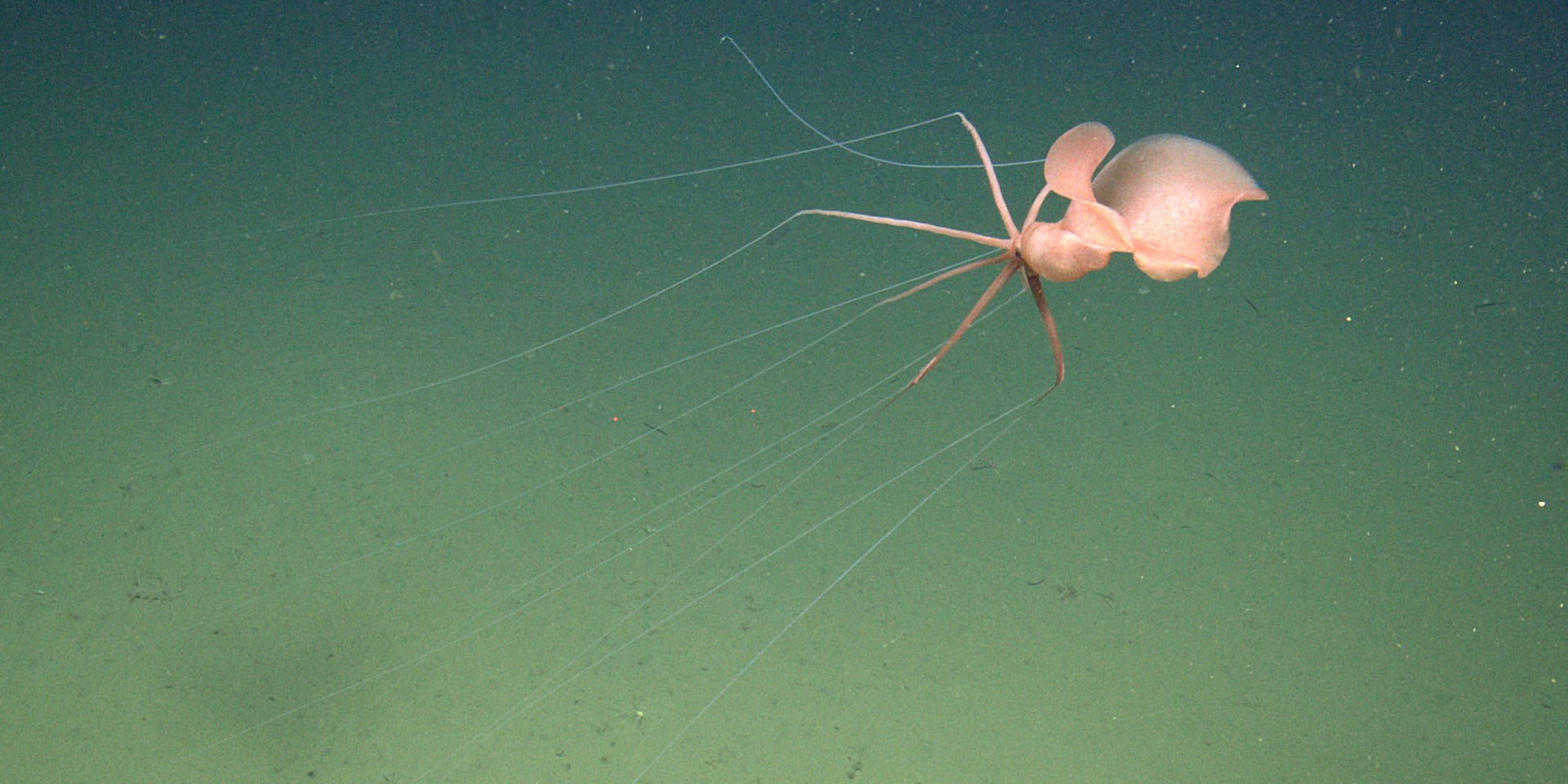 Bizarre deep-sea squid captured on video for first time off California coast