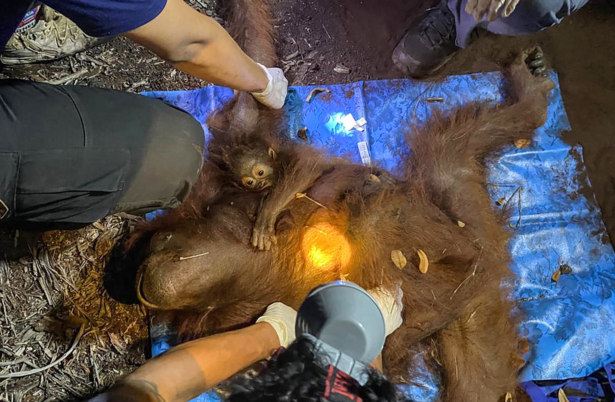 Six more orangutans rescued from wildfires raging in Indonesia’s Borneo