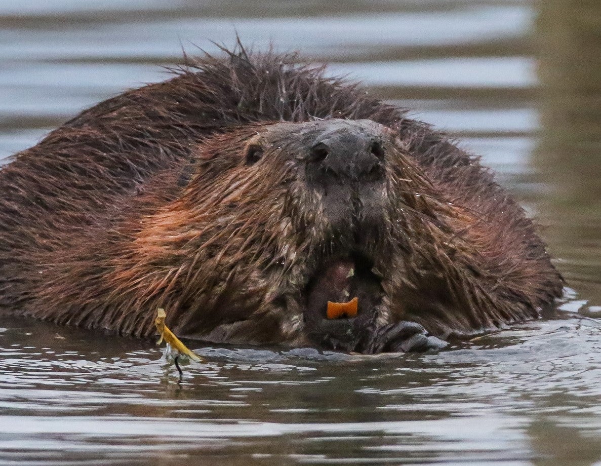 Swooping bats, attacking beavers and wild raccoons: U​S rabies cases rose 17 percent this summer
