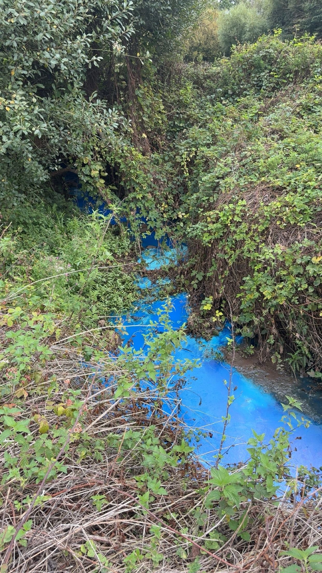‘Do not swim' warning issued after pollutant turns river bright blue
