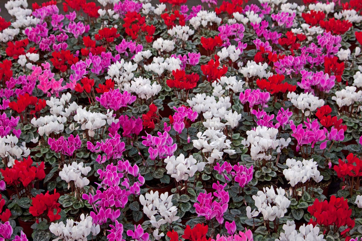 Cyclamen: Which of these autumn favourites will last? Cyclamen: Which of these autumn favourites will last?