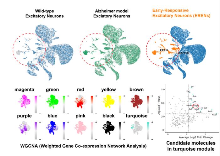 Distinct population of early responsive excitatory neurons that was selectively enriched in the Alzheimer's disease model
