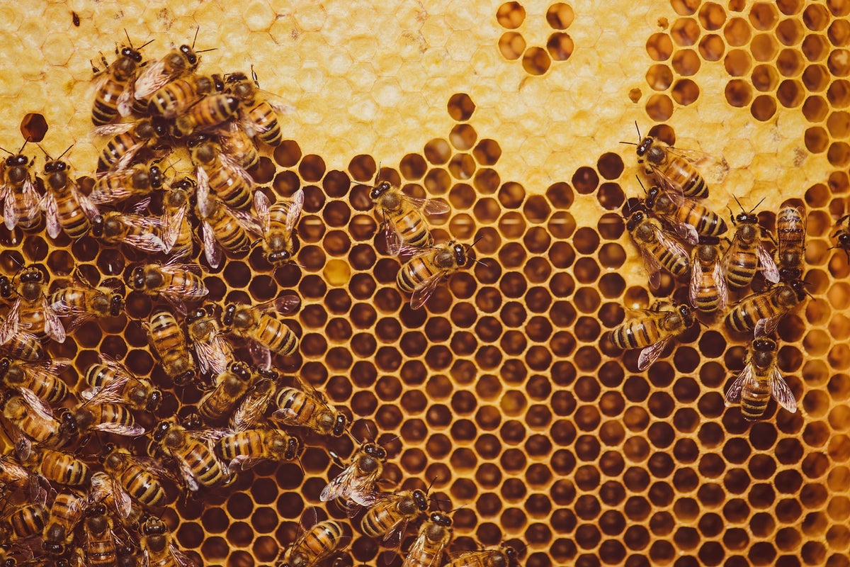 Does looking at a sponge or honeycomb make you uncomfortable? There’s a name for that Does looking at a sponge or honeycomb make you uncomfortable? There’s a name for that