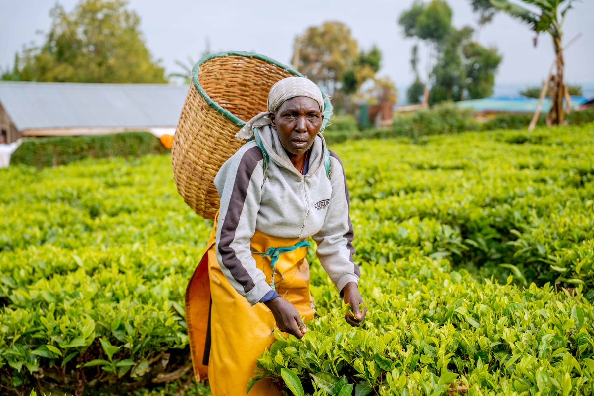 Kenyan tea farmers face falling incomes amid climate change